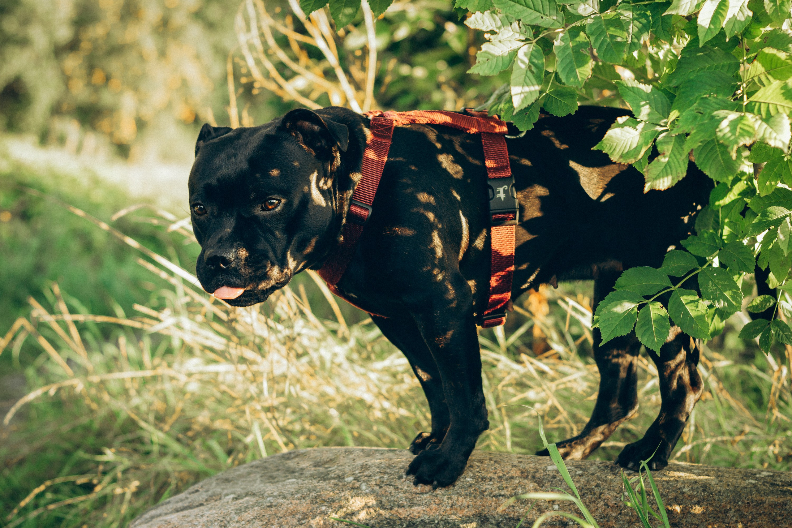 Severa and Barracuda, Staffordshire Bull Terriers. Kat Laisaar — Pet photographer in Tallinn
