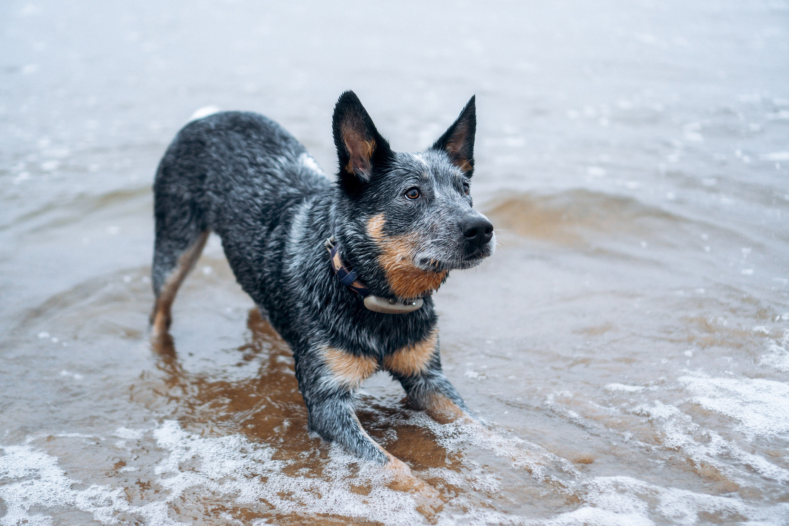 Polina and her Dakota, Australian Cattle Dog. Kat Laisaar — Pet photographer in Tallinn