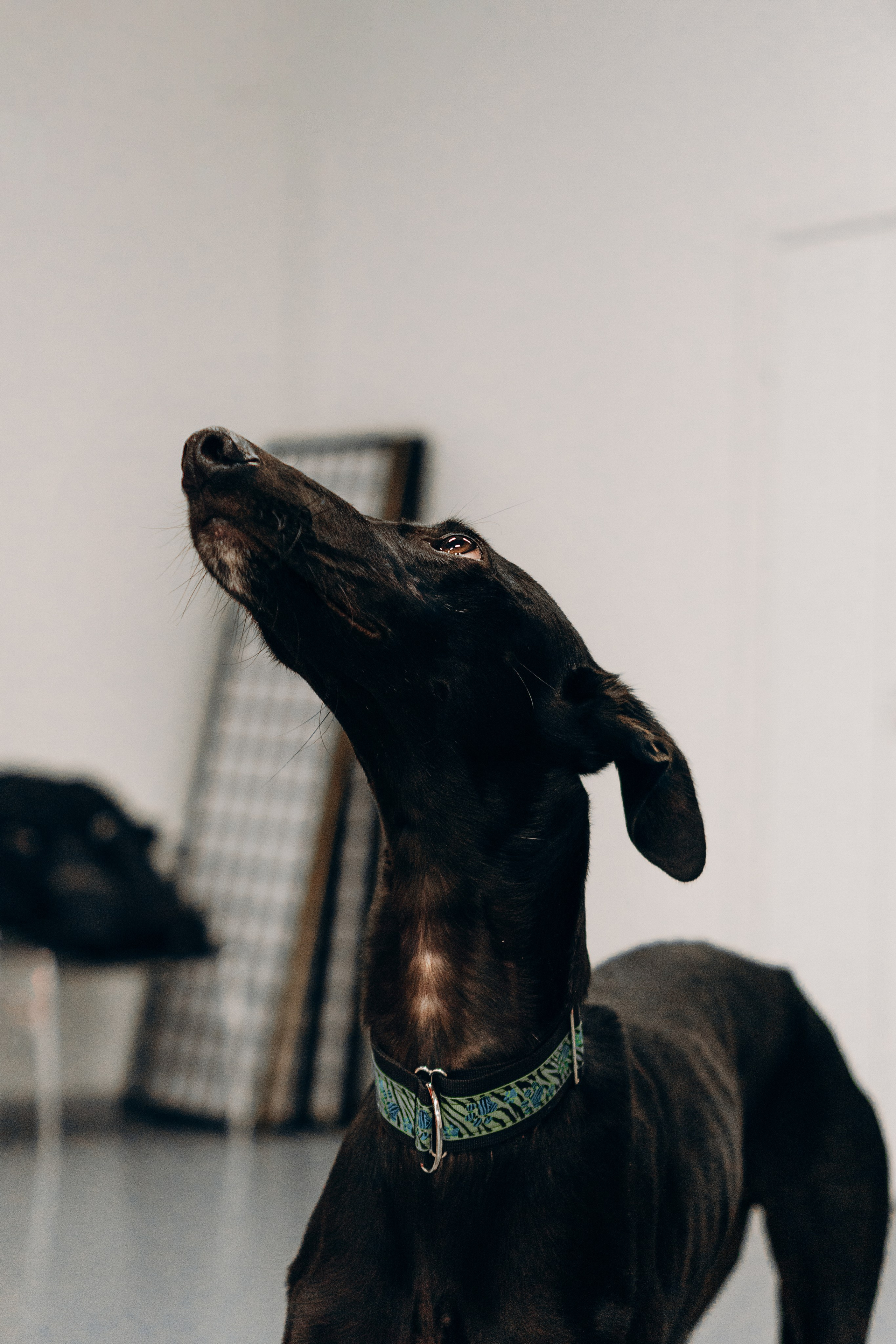 Galgotreff, 9 feb. 2025. Kat Laisaar — Pet photographer in Tallinn