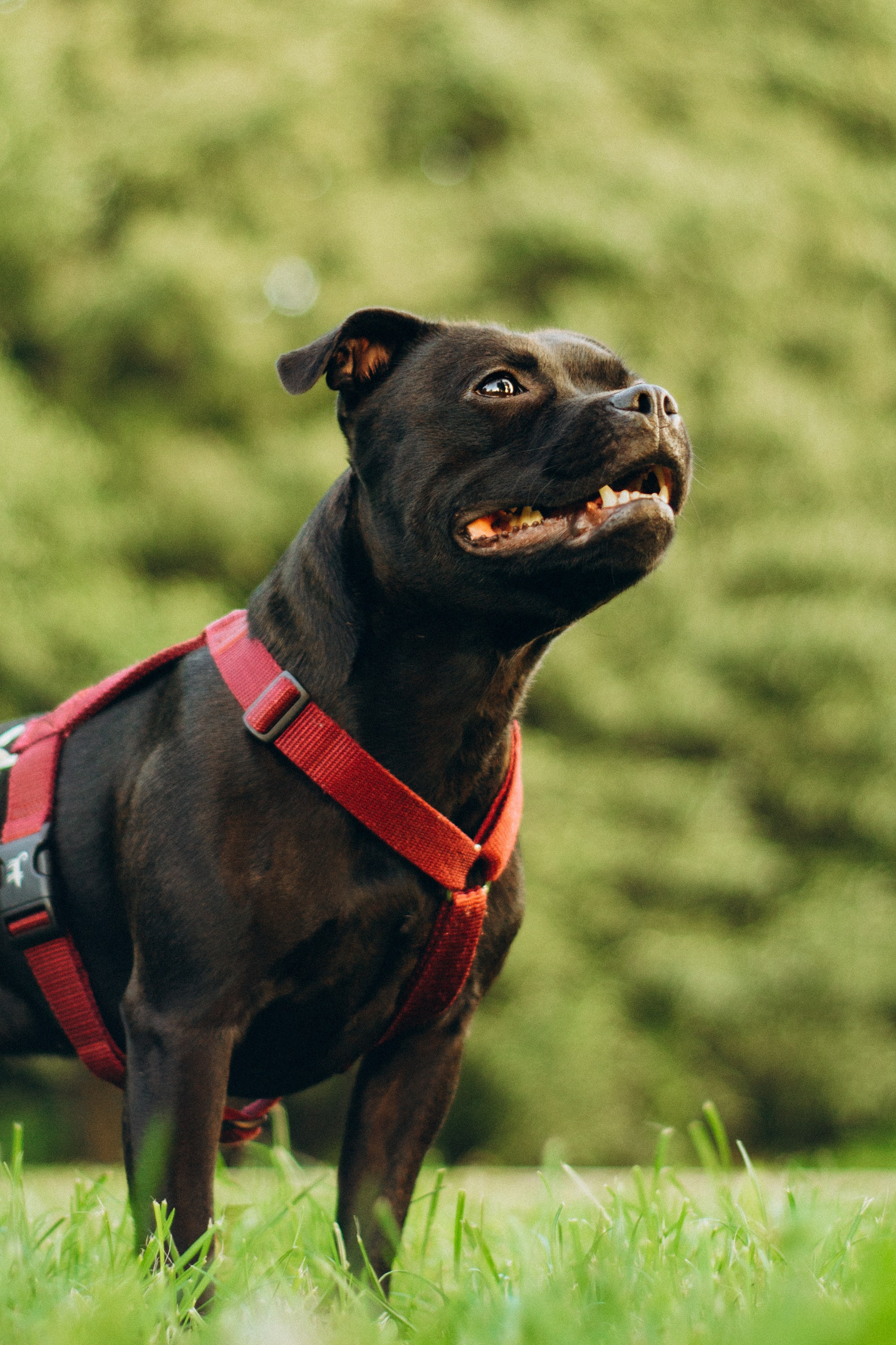 Severa and Barracuda, Staffordshire Bull Terriers. Kat Laisaar — Pet photographer in Tallinn