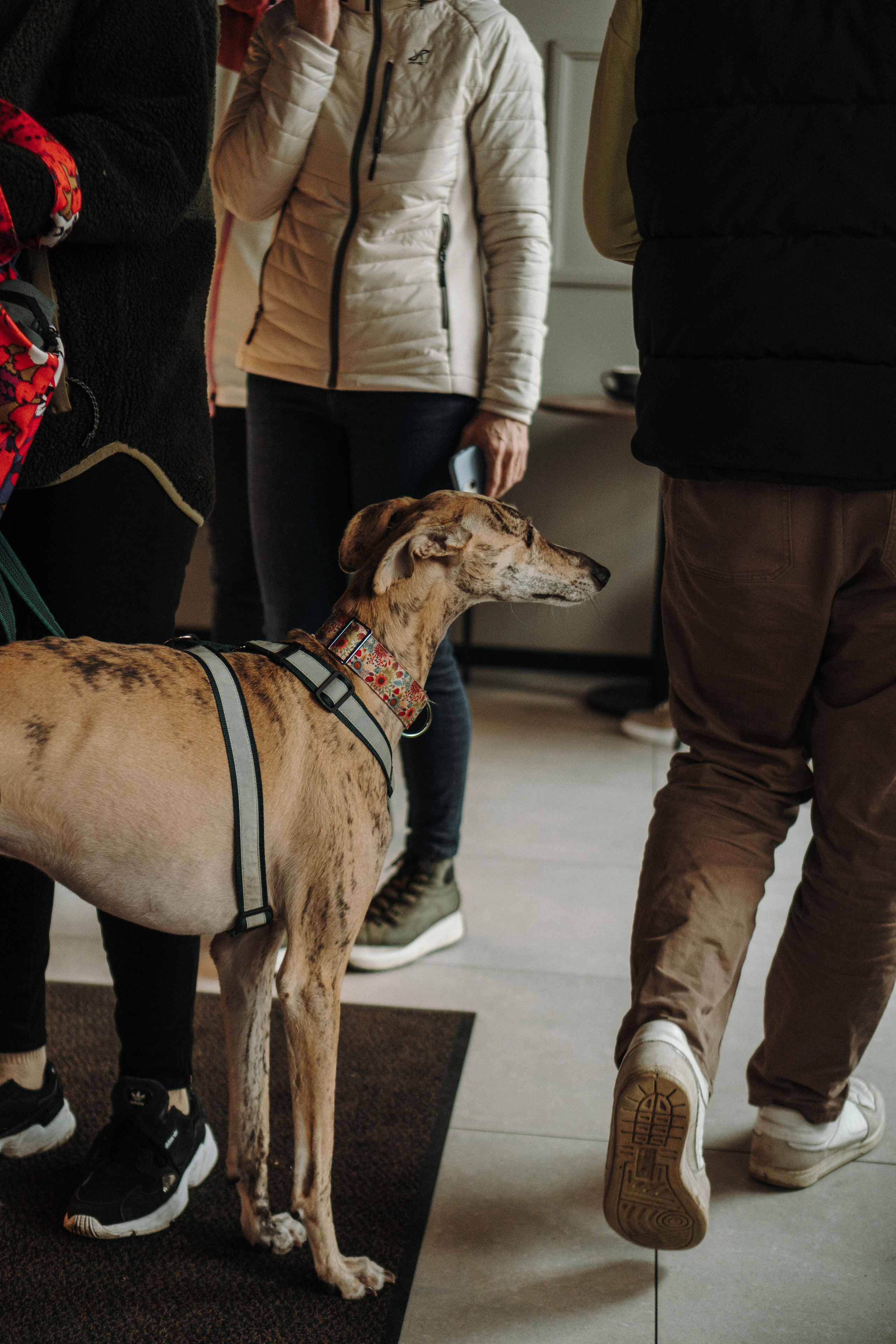 GalgoTreff / Mia Pagar 1 may, 2025. Kat Laisaar — Pet photographer in Tallinn