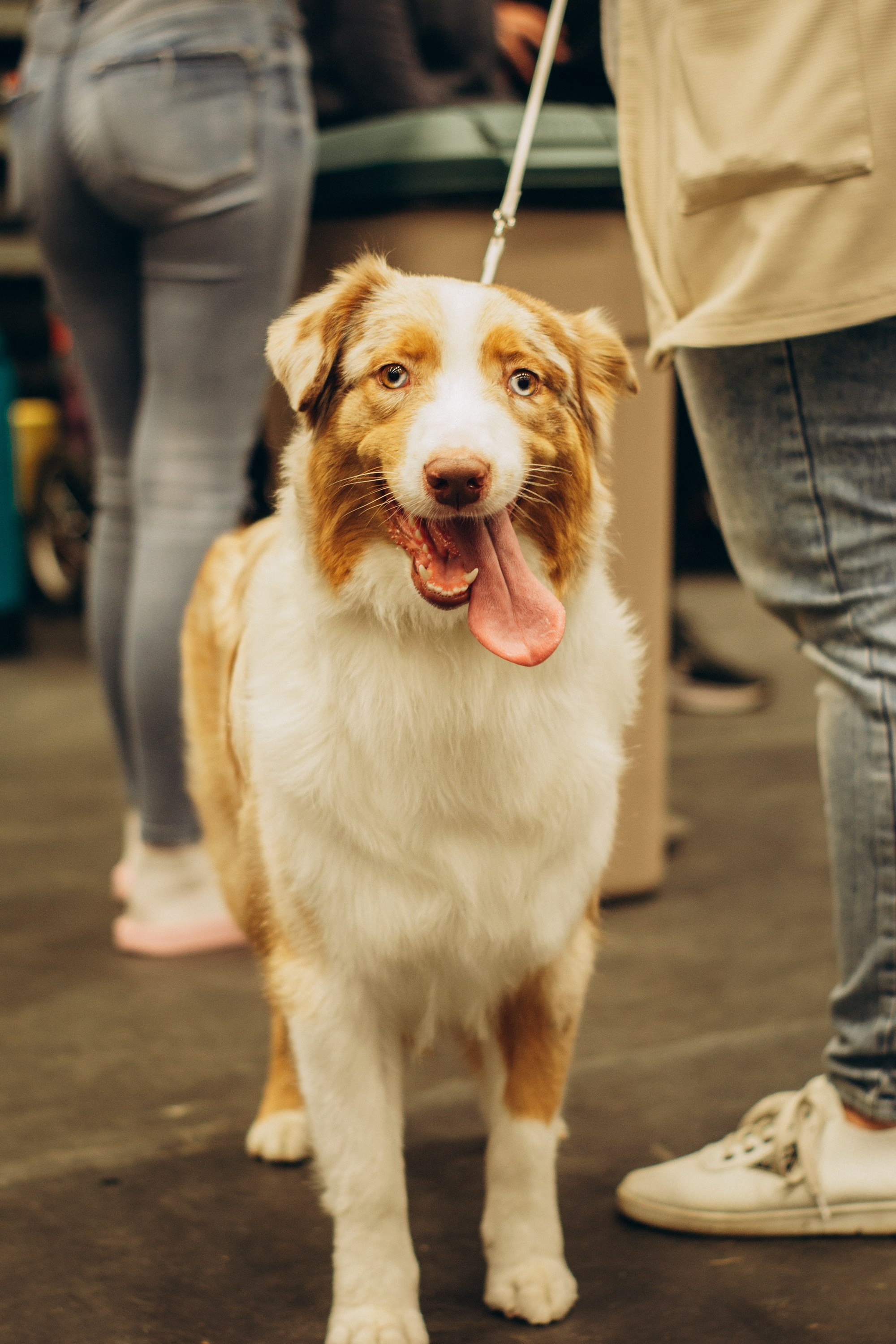 Rakvere Dog Show. Kat Laisaar — Pet photographer in Tallinn
