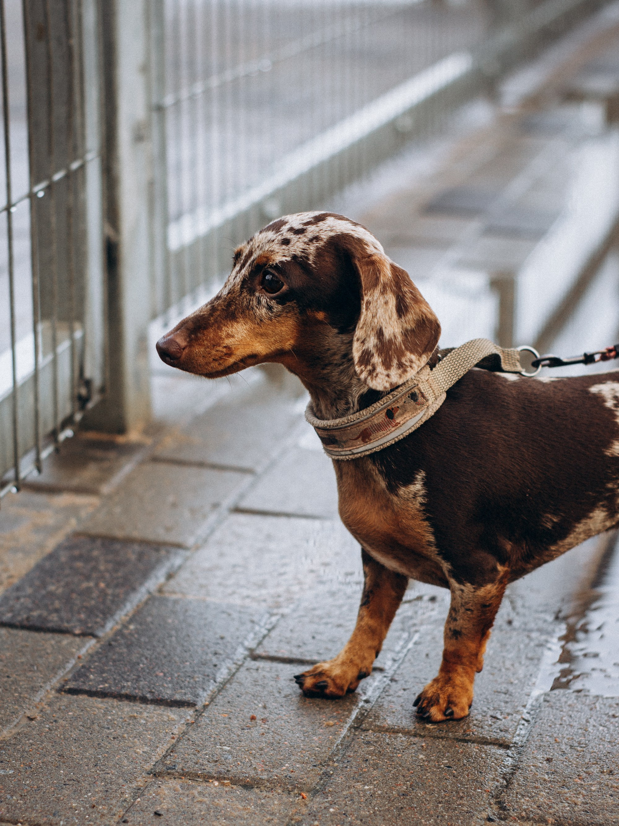 Dog Street Photography in Estonia. Kat Laisaar — Pet photographer in Tallinn