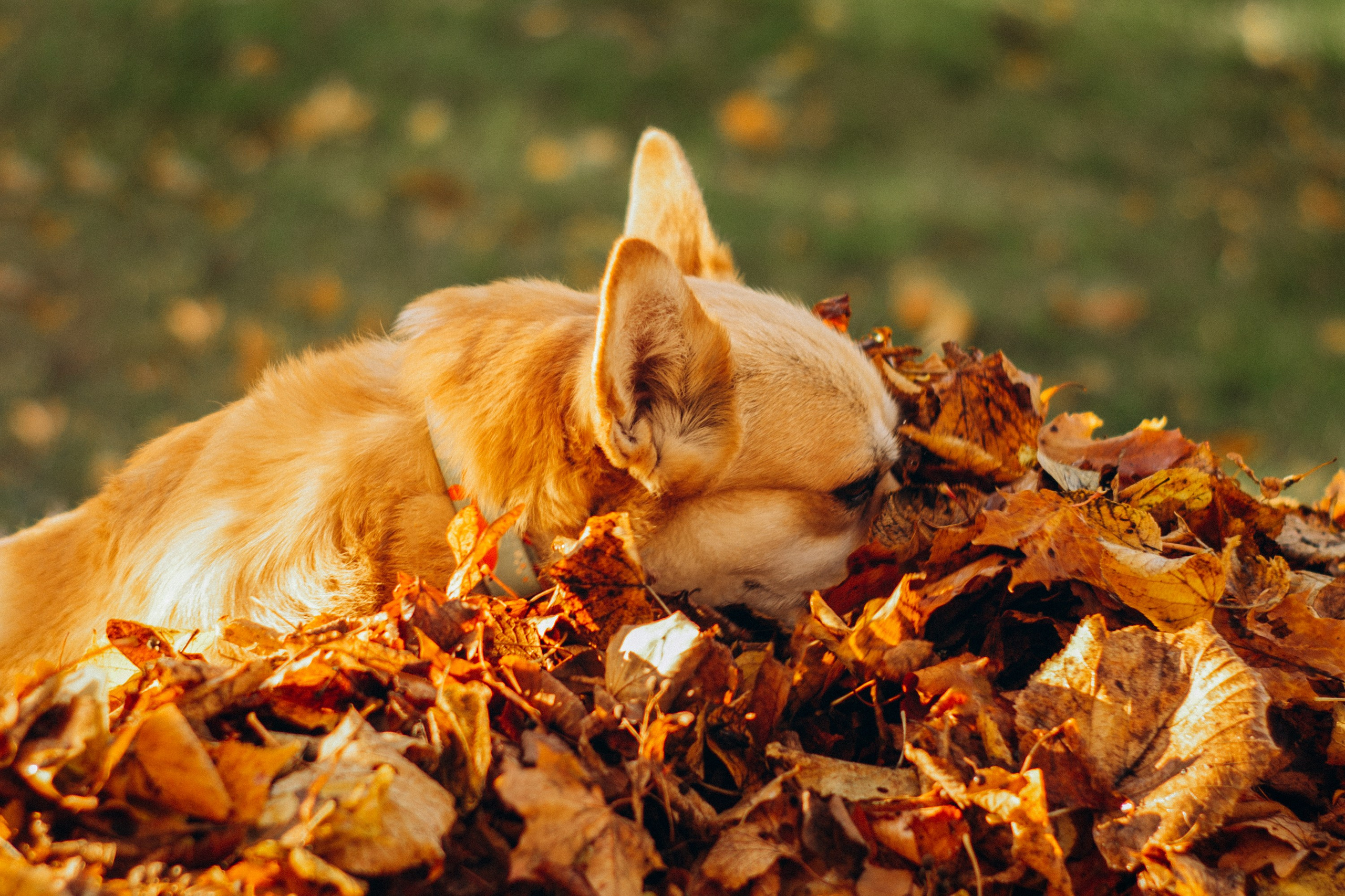 Irina and her Teffy, Pembroke Welsh Corgi. Kat Laisaar — Pet photographer in Tallinn