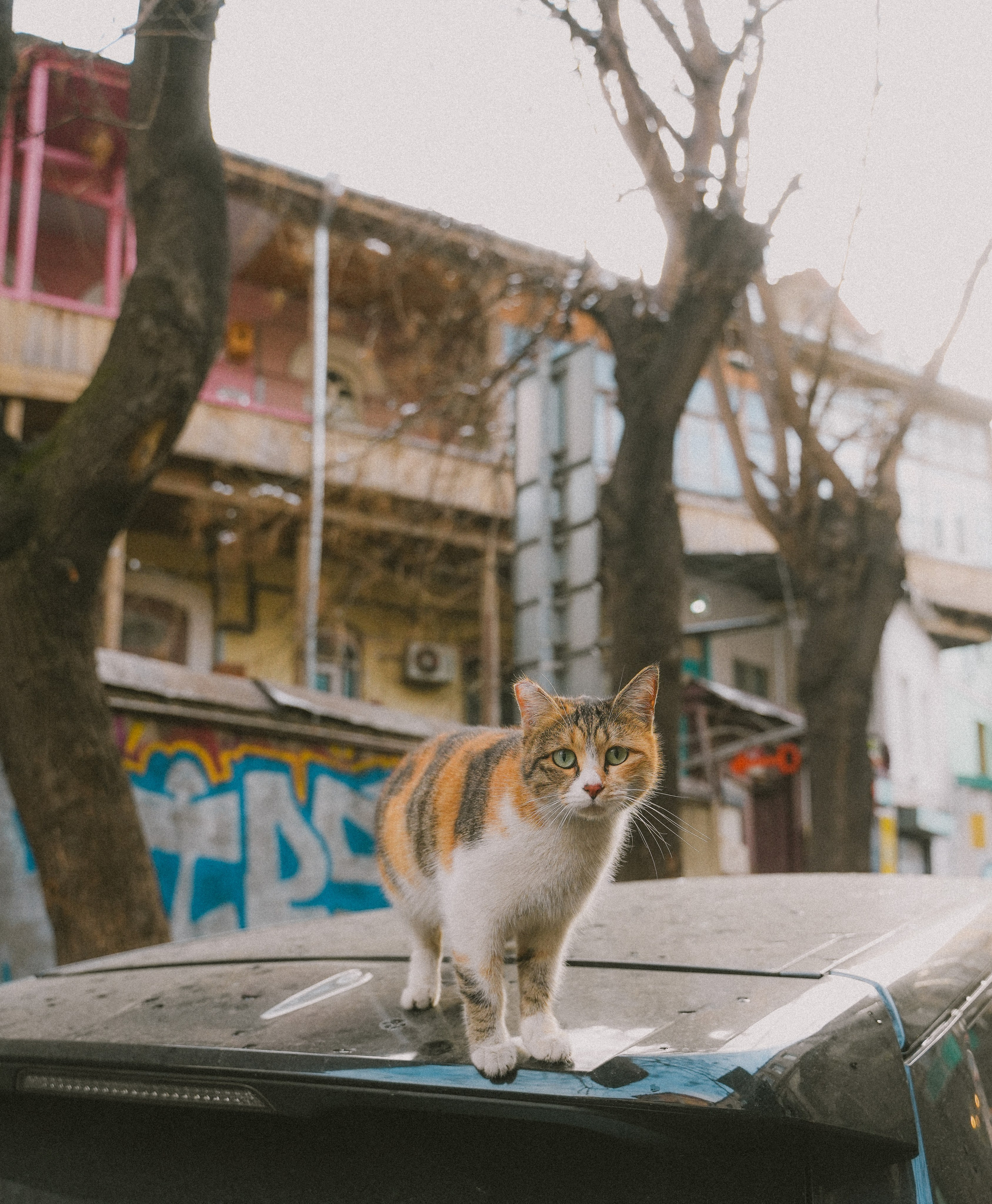 Кот шпедингера. Стрит-фотография, полная абсурда, идиотизма и красоты