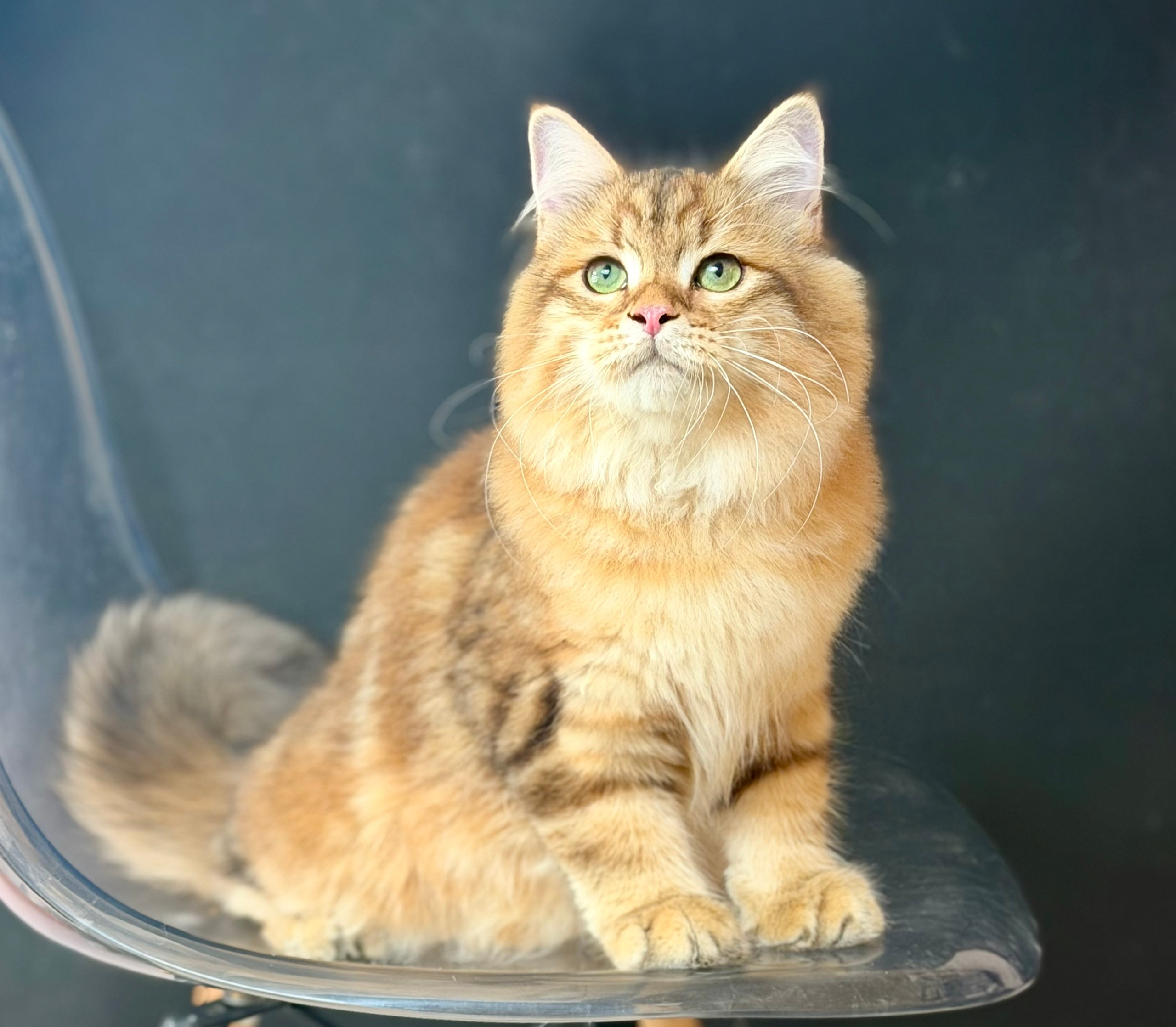 Available Finley