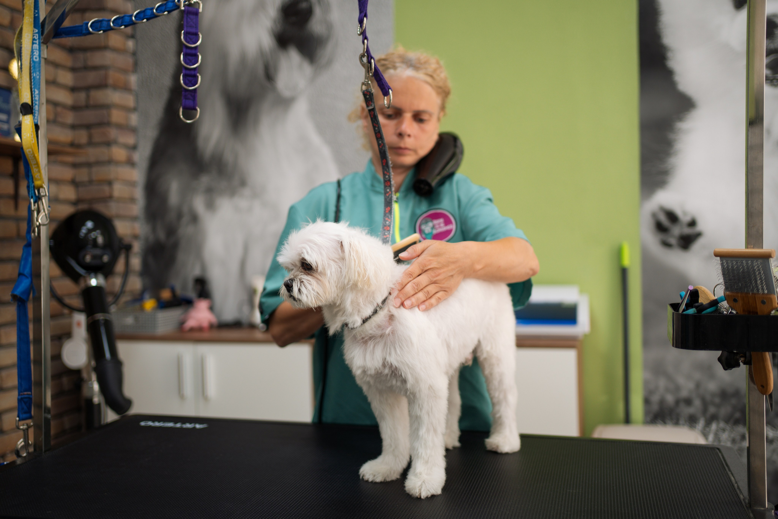 PetGroom Timisoara. Cozac Cristian Photographer