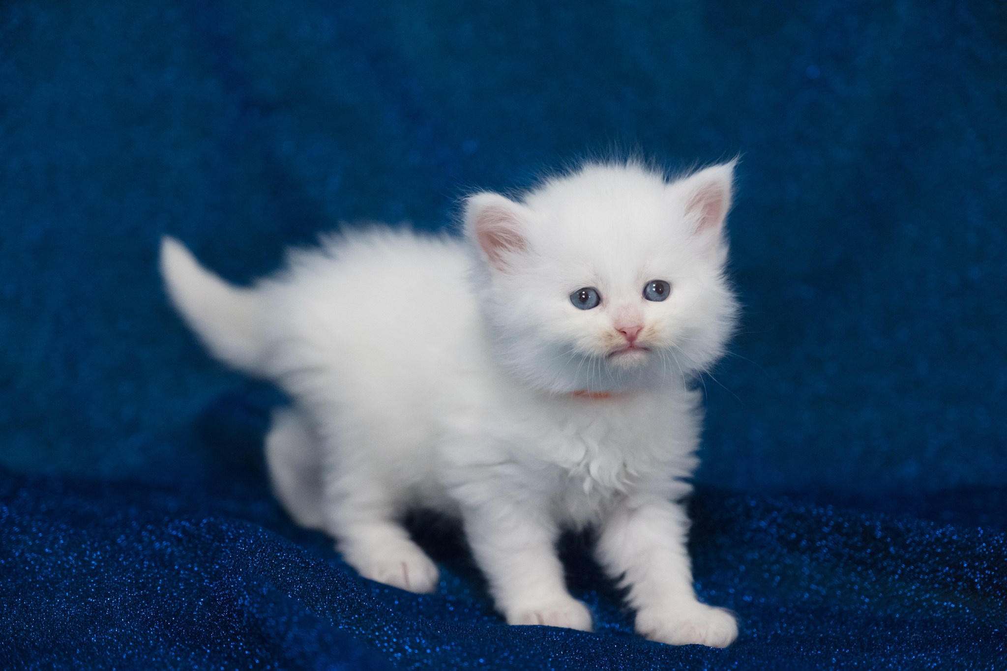 N-Andromeda. SIBERIALIS: Katzenzucht von Sibirischen und Neva Masquarade Katzen