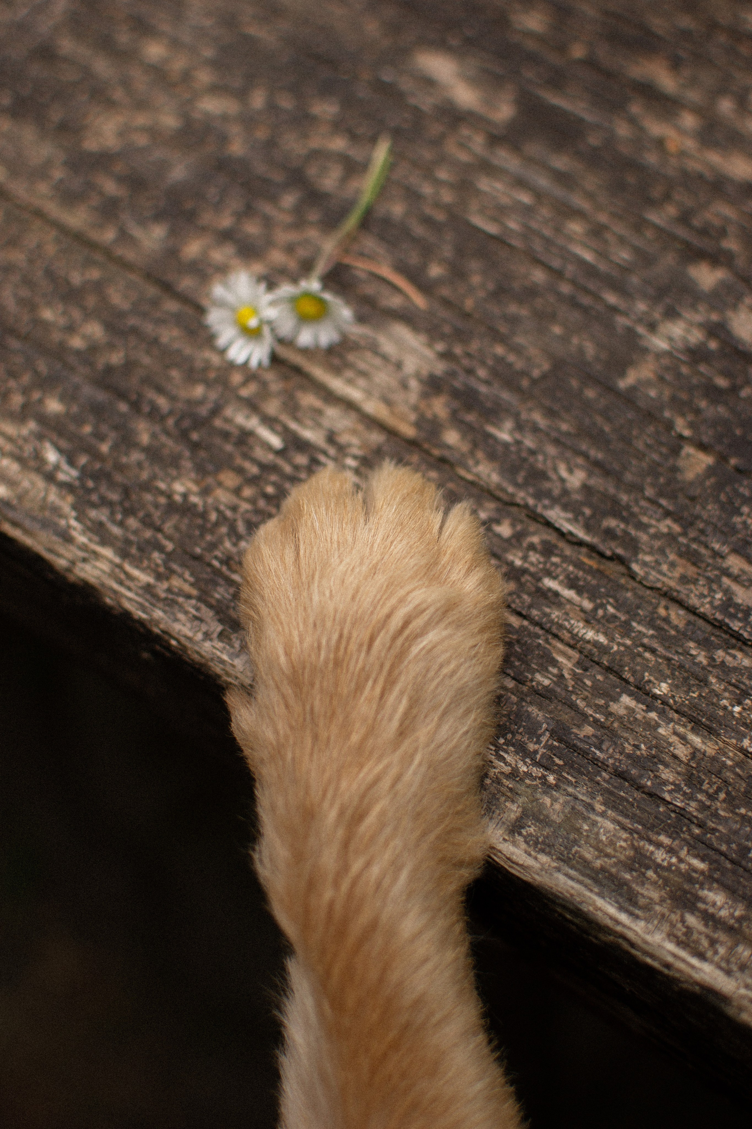 Sandrine et Lolly. Photographe animalier à Paris Anna Pereira