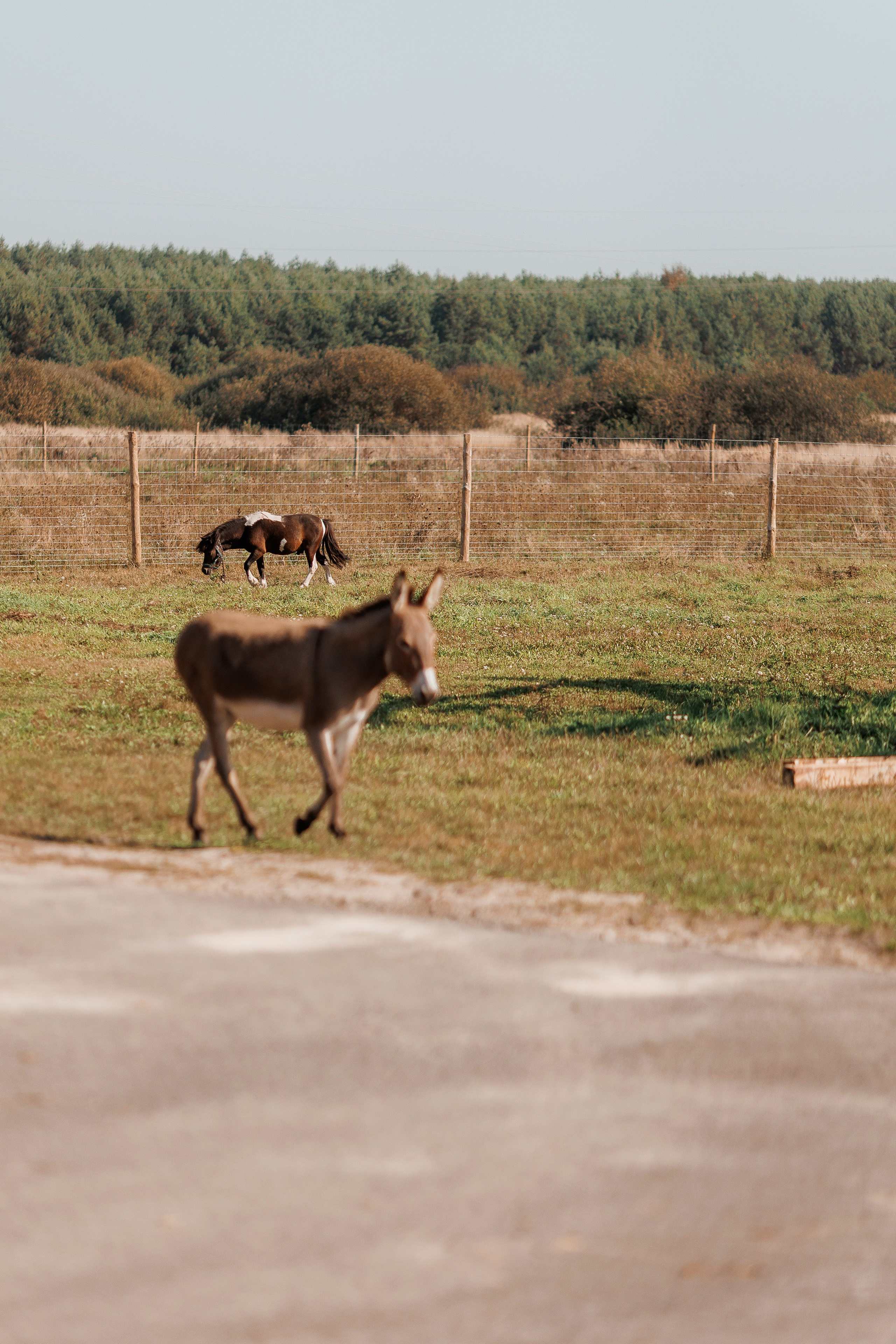 Екопарк Аміла. Ірина Терещук