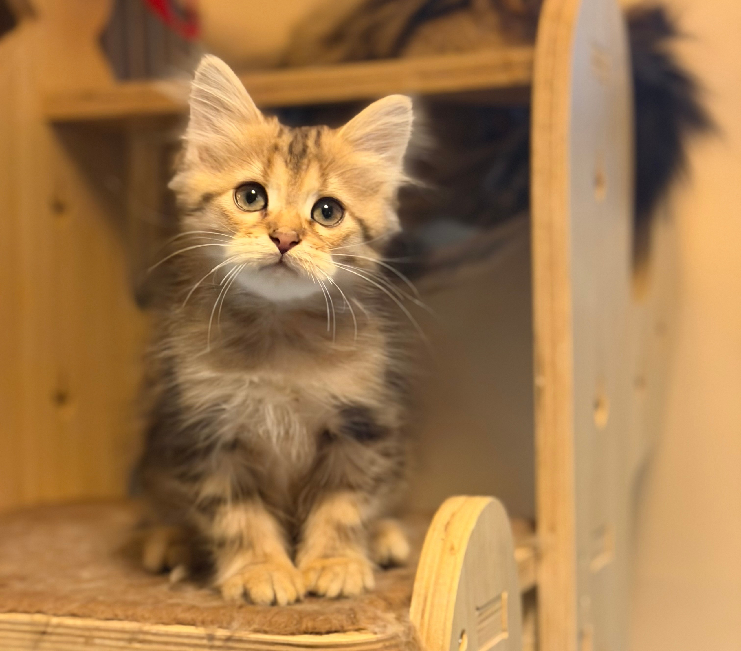 available - Dakota - Brown Classic Tabby Female
