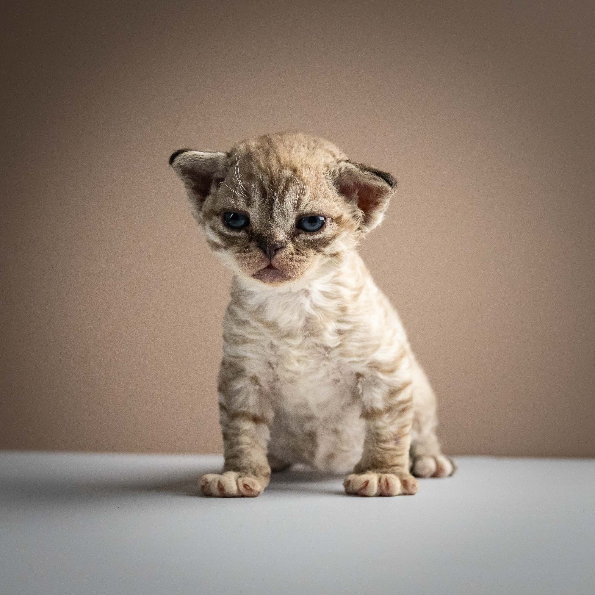Remy, boy, born 05.08.26. Devon Rex Pixie Cattery