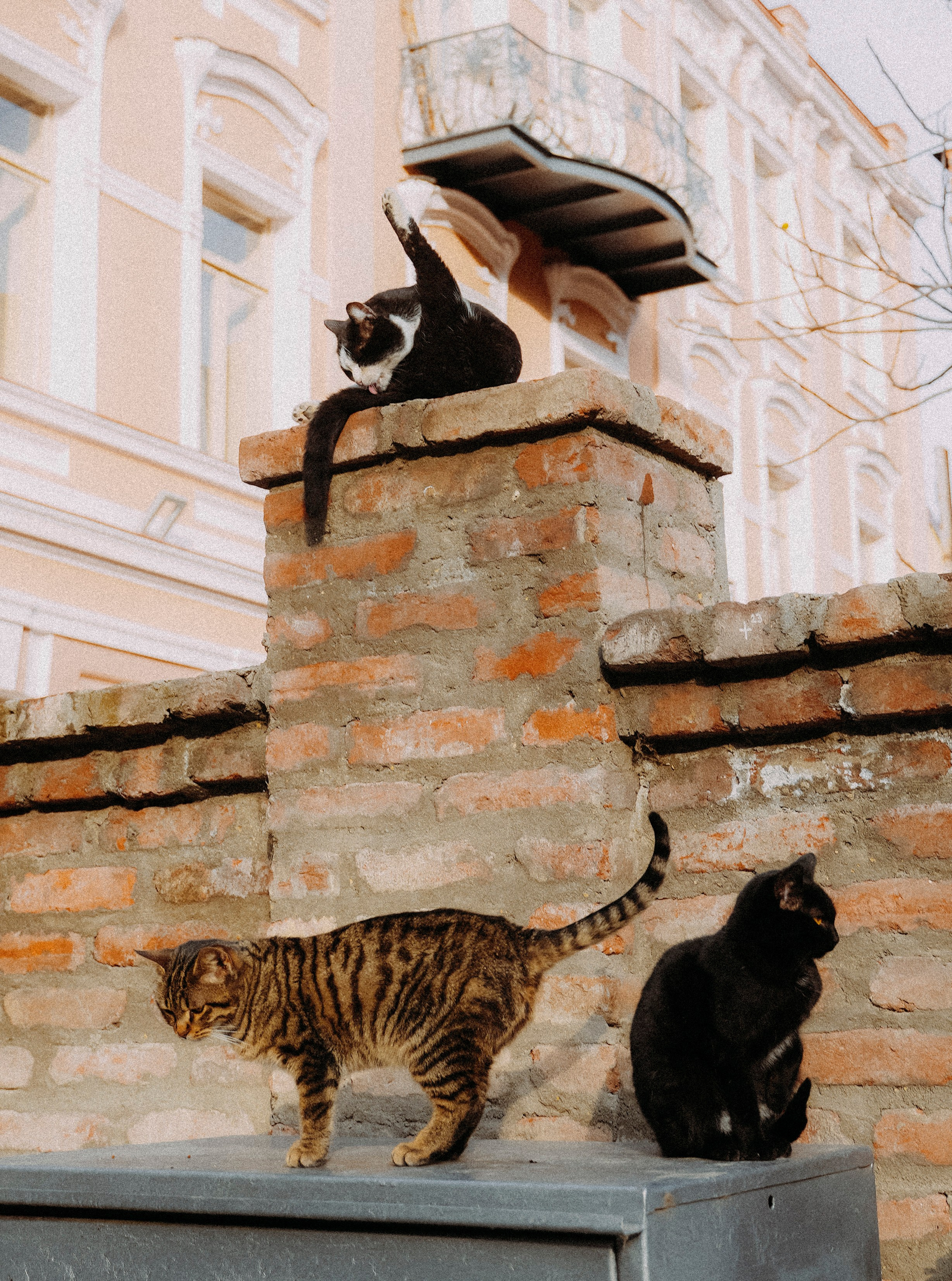 Кот шпедингера. Стрит-фотография, полная абсурда, идиотизма и красоты