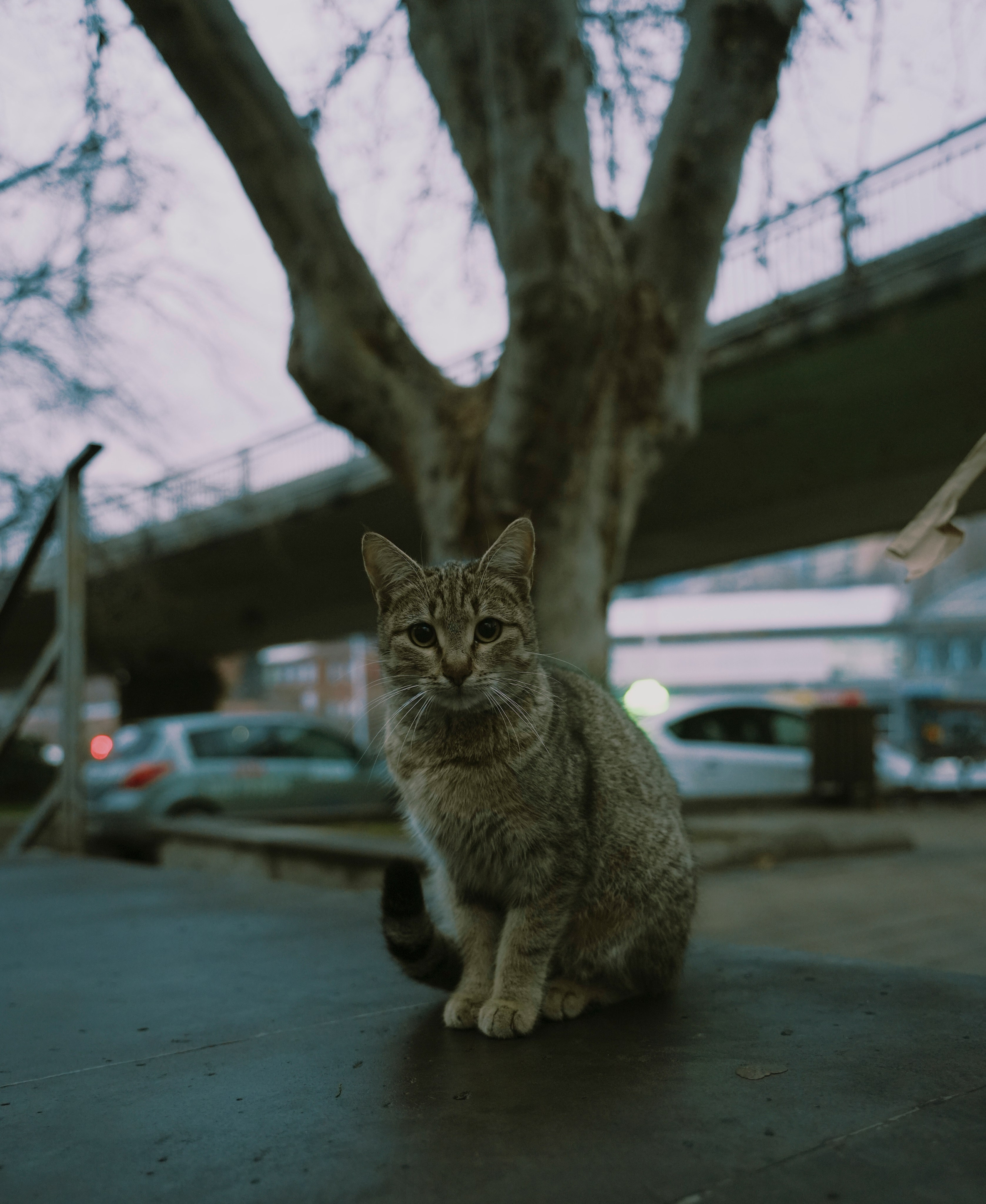 Кот шпедингера. Стрит-фотография, полная абсурда, идиотизма и красоты