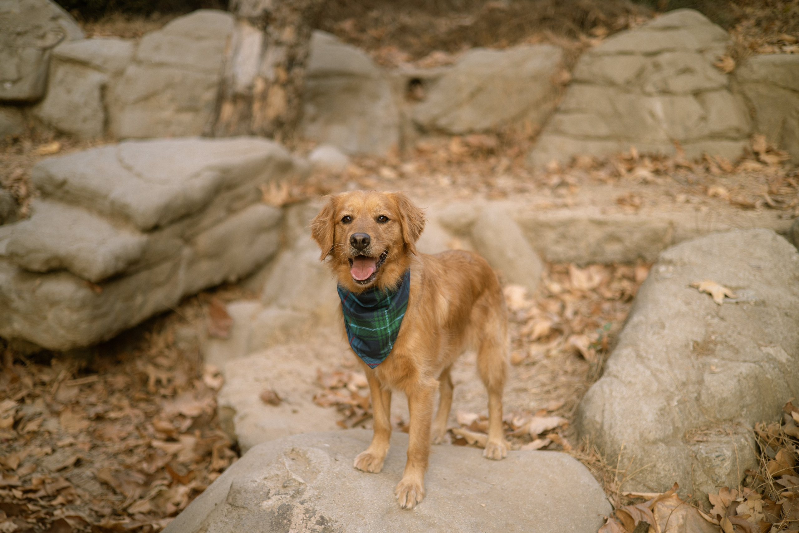 Paws & Portraits. Photographer in Los Angeles. Julia Ishmuratova