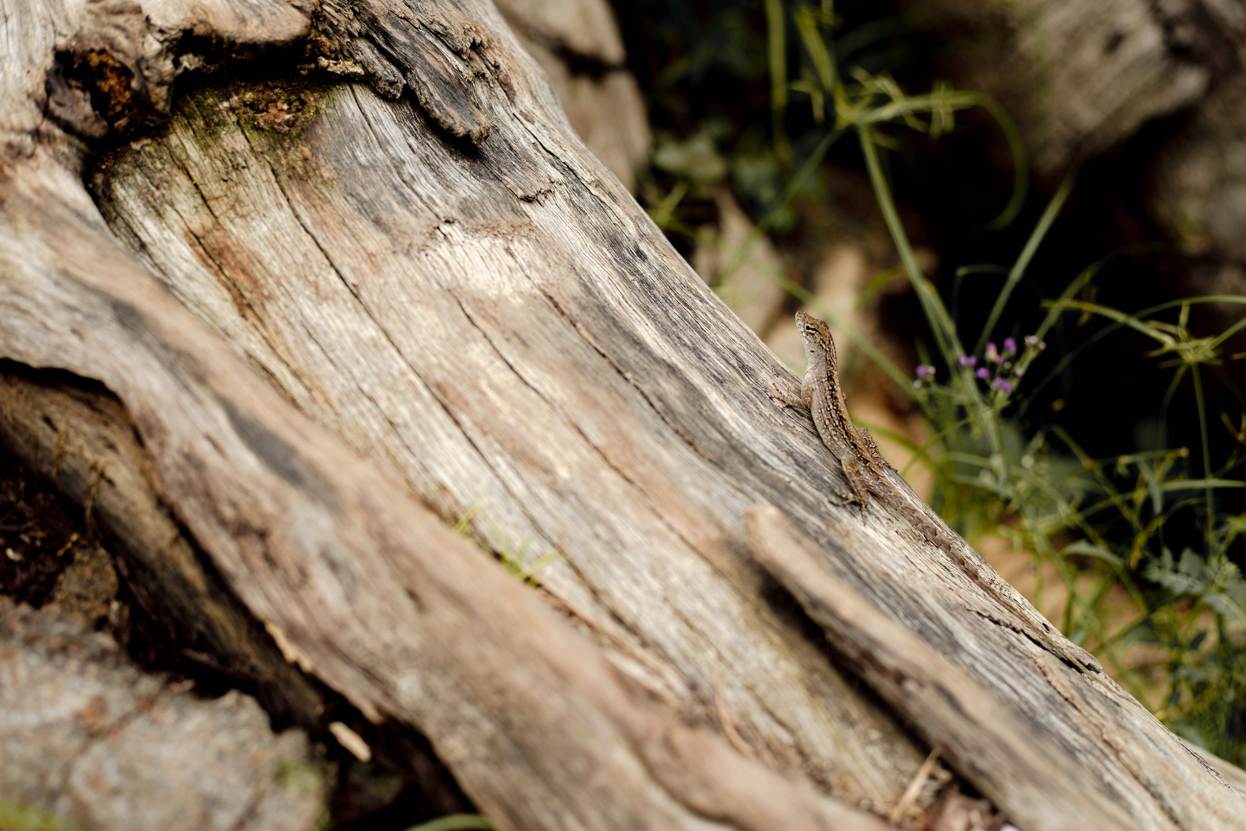 Nadi. Photography in Singapore