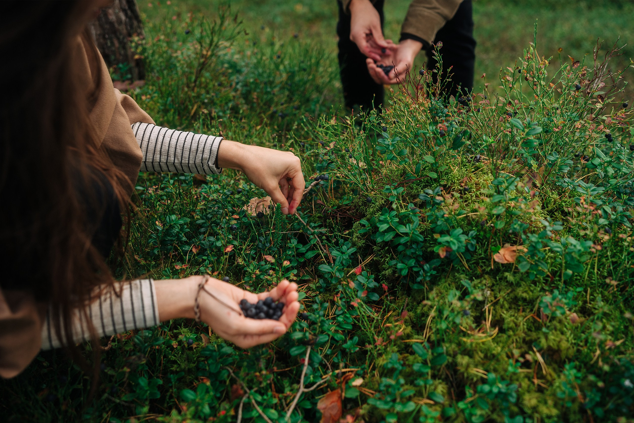 Forest Picnic. Couple and Family Photographer in Tallinn, Sasha Kaloshin