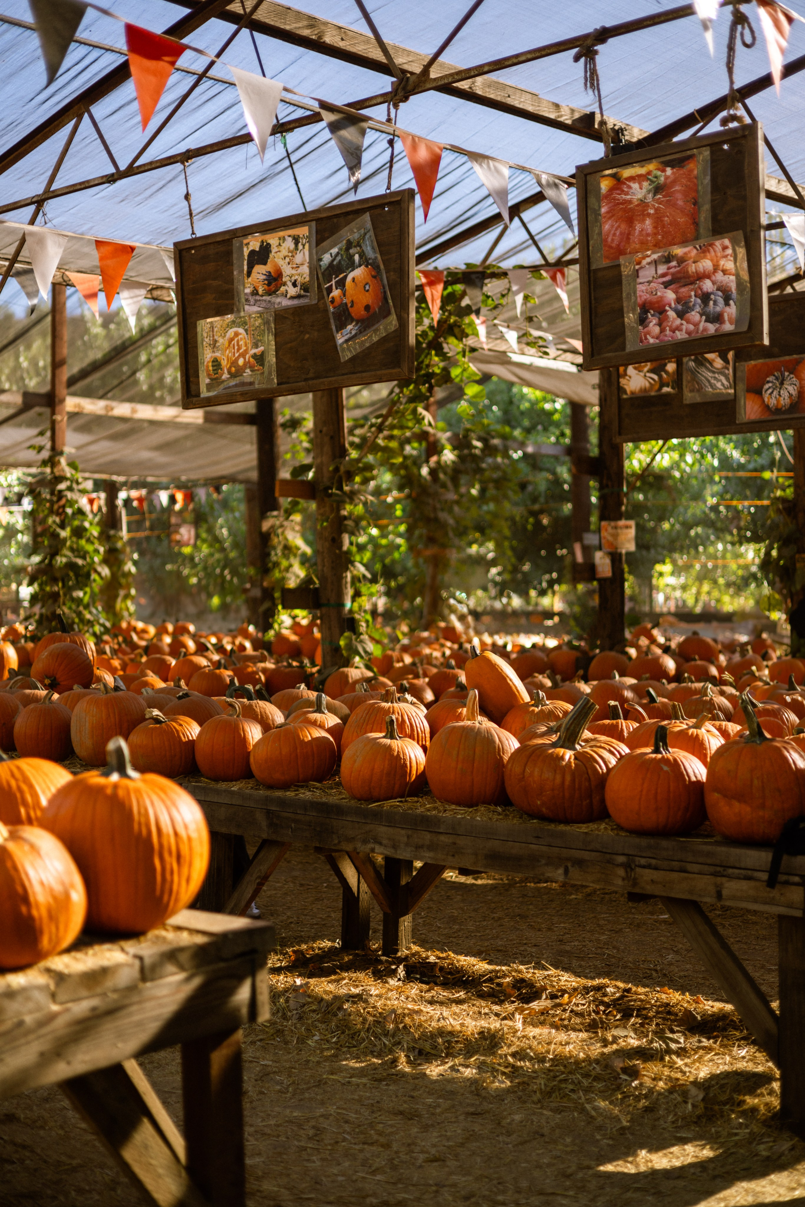 Pumpkin Patch Wallpapers. Photographer in Los Angeles. Julia Ishmuratova