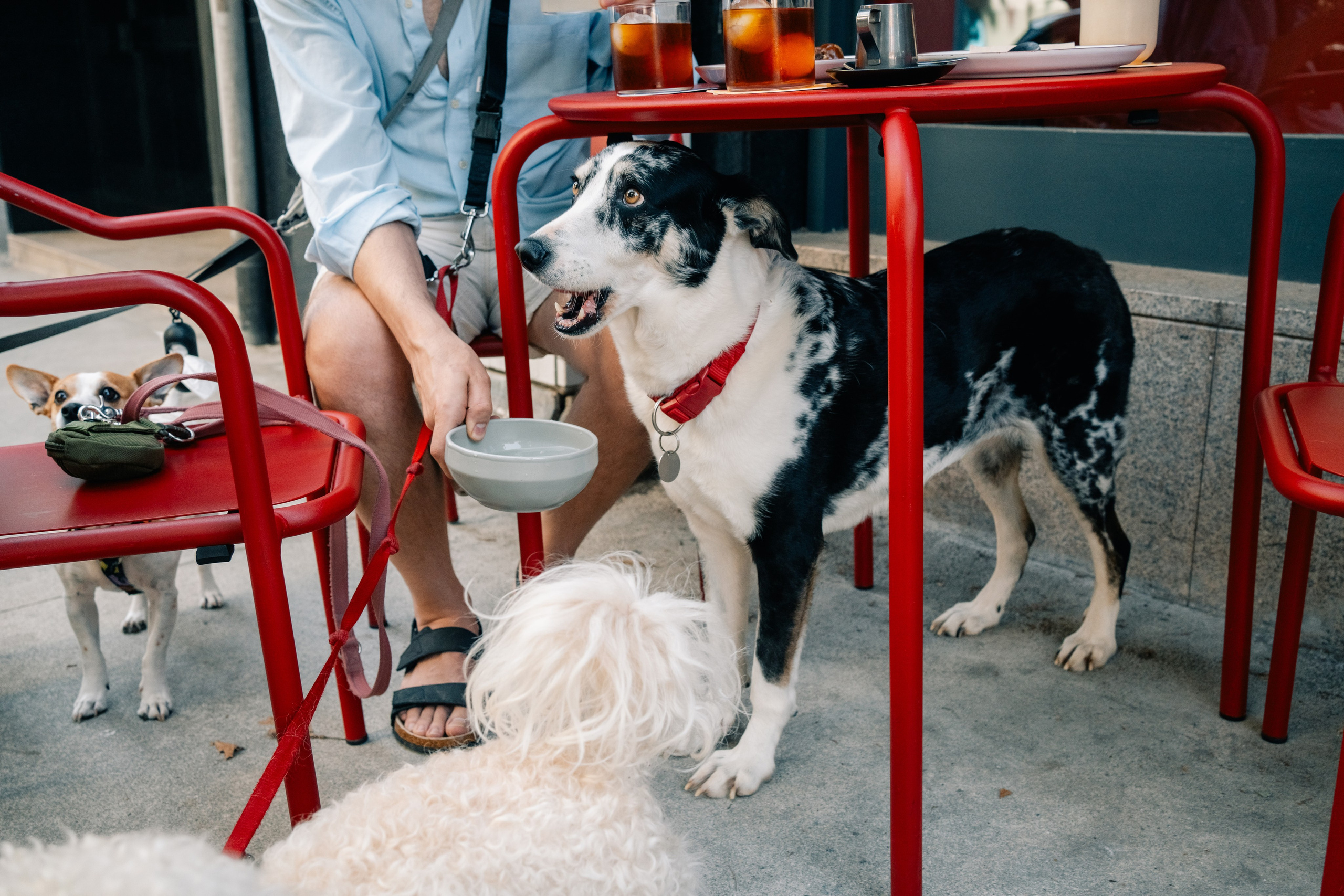 Yana & Pedro & Doggos. Maria Sher. Professional photographer from Porto, Portugal