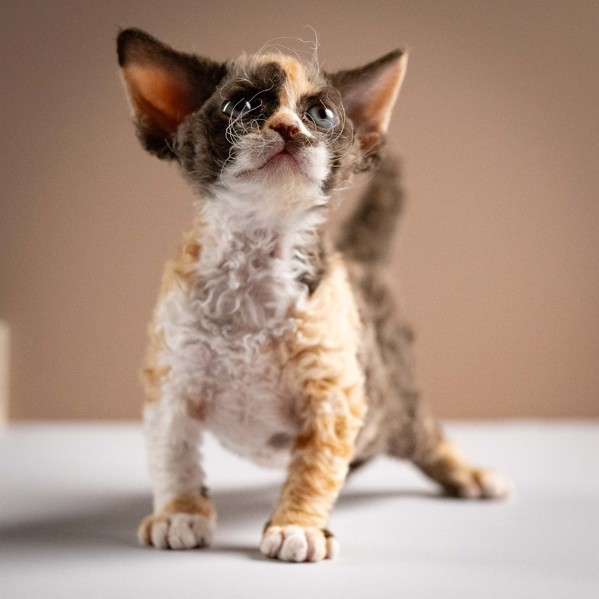 Polly, girl, born 02.11.26. Devon Rex Pixie Cattery