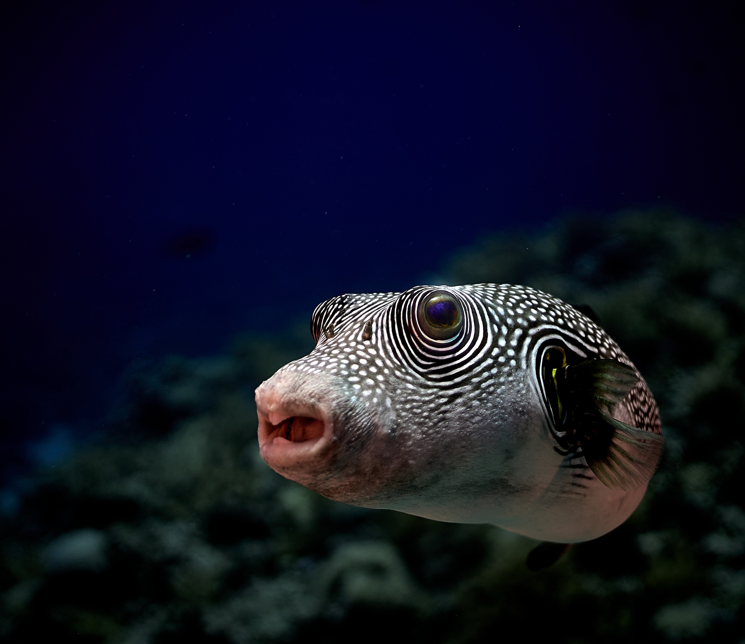 Mieszkańcy mórz. Andriej Szypilow — Photography & Videography