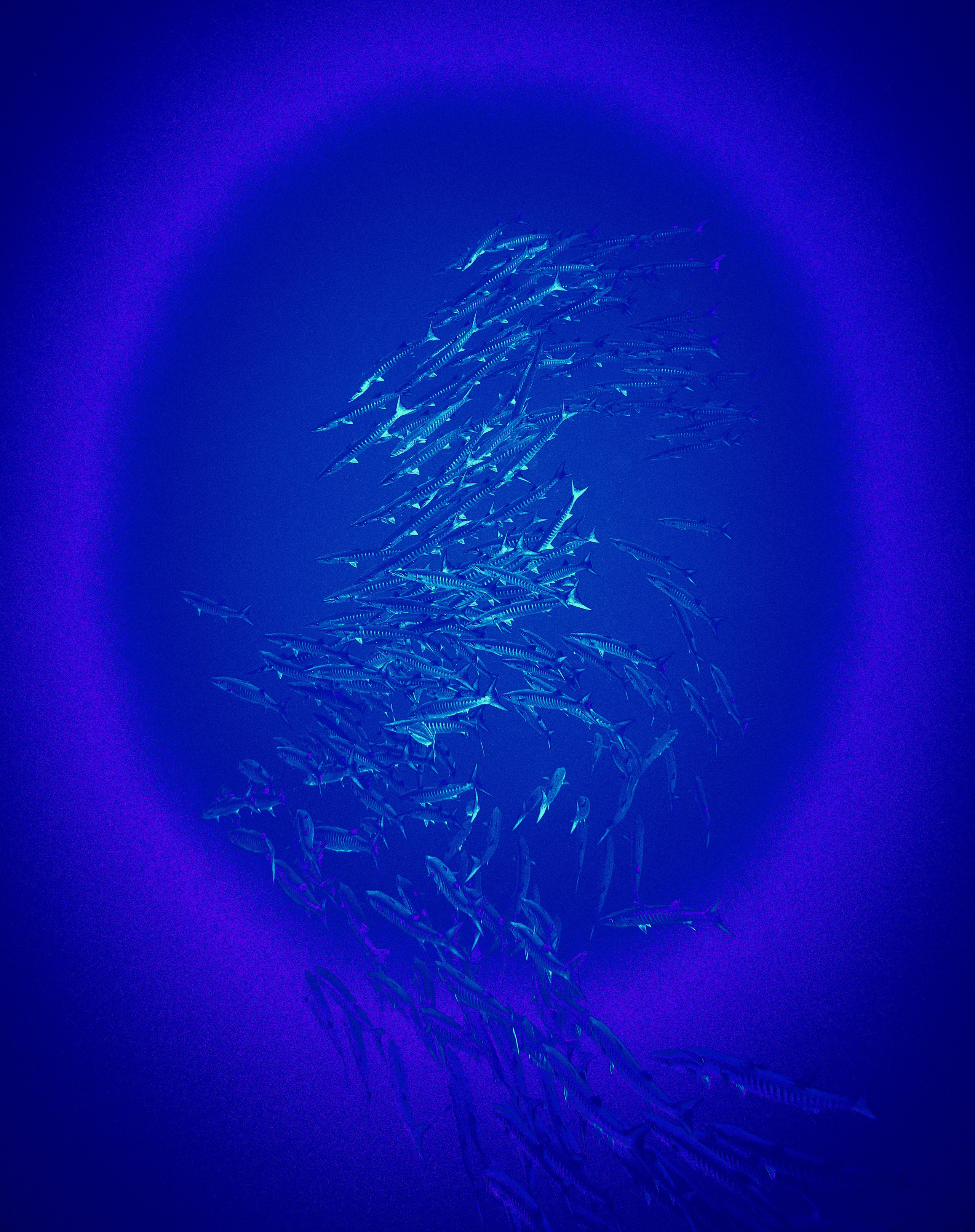 Mieszkańcy mórz. Andriej Szypilow — Photography & Videography