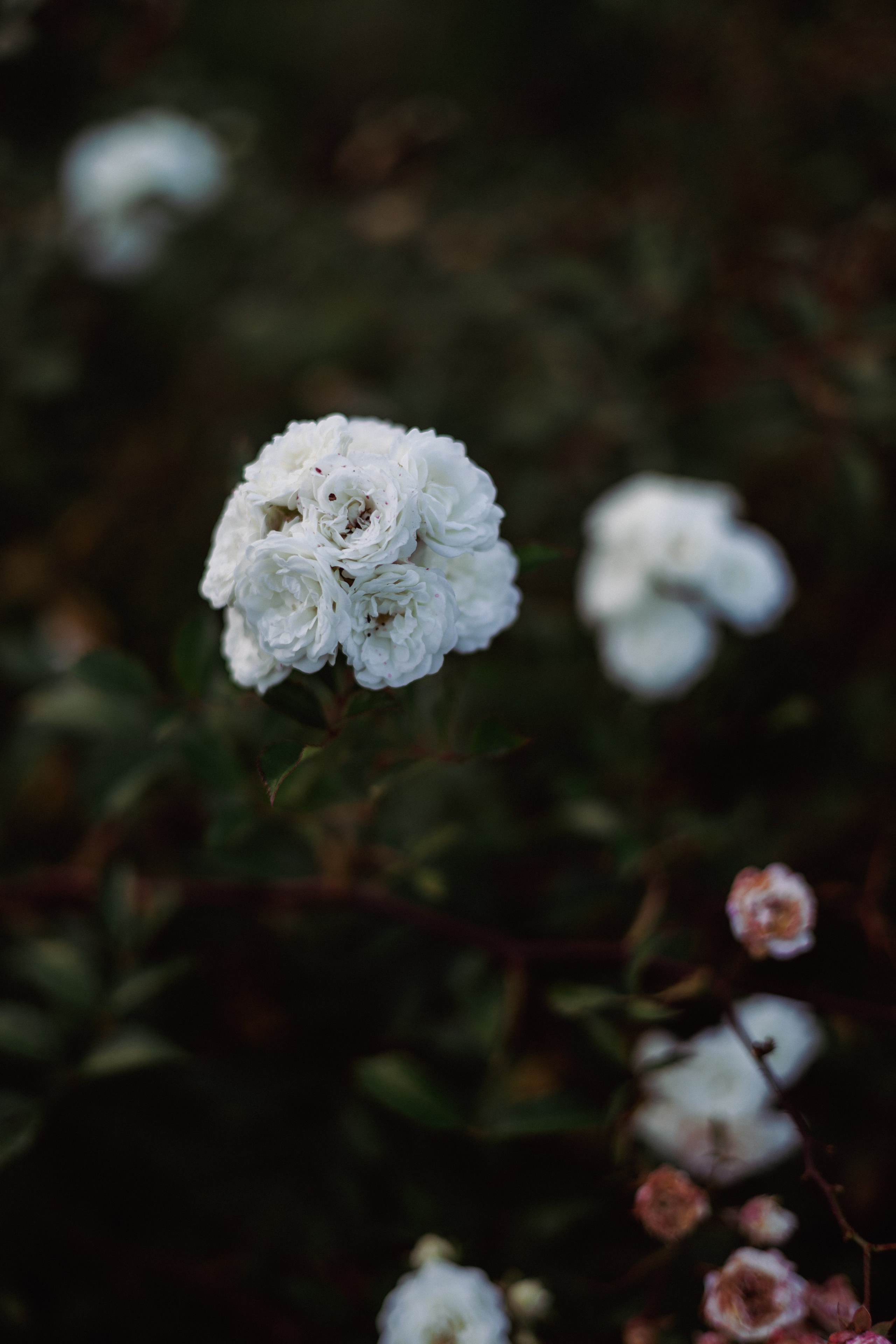 Rugilė. Fotografė Aleksandra Samozvanova
