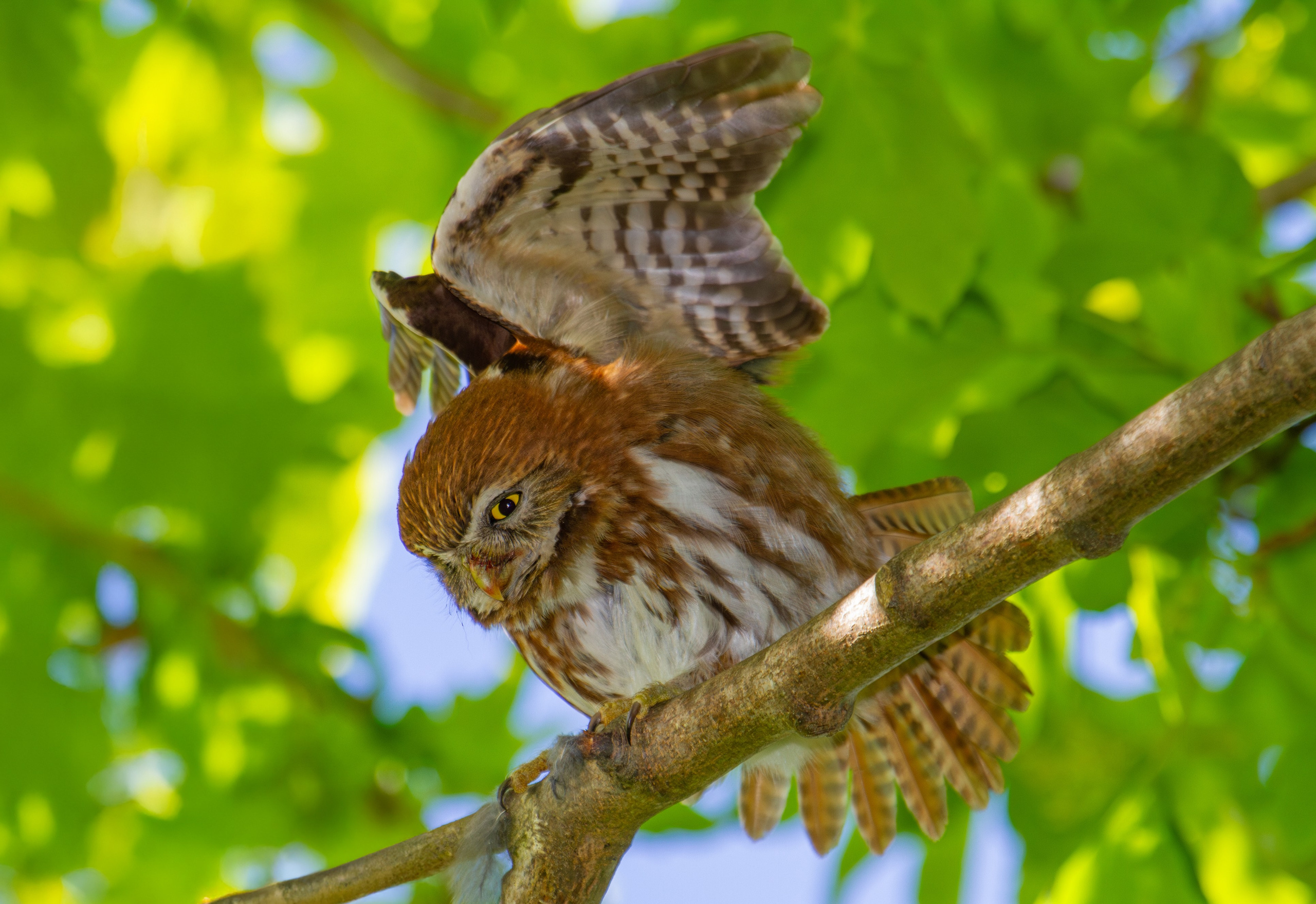 Buhos. Nature photographer Yuri Soria-Galvarro