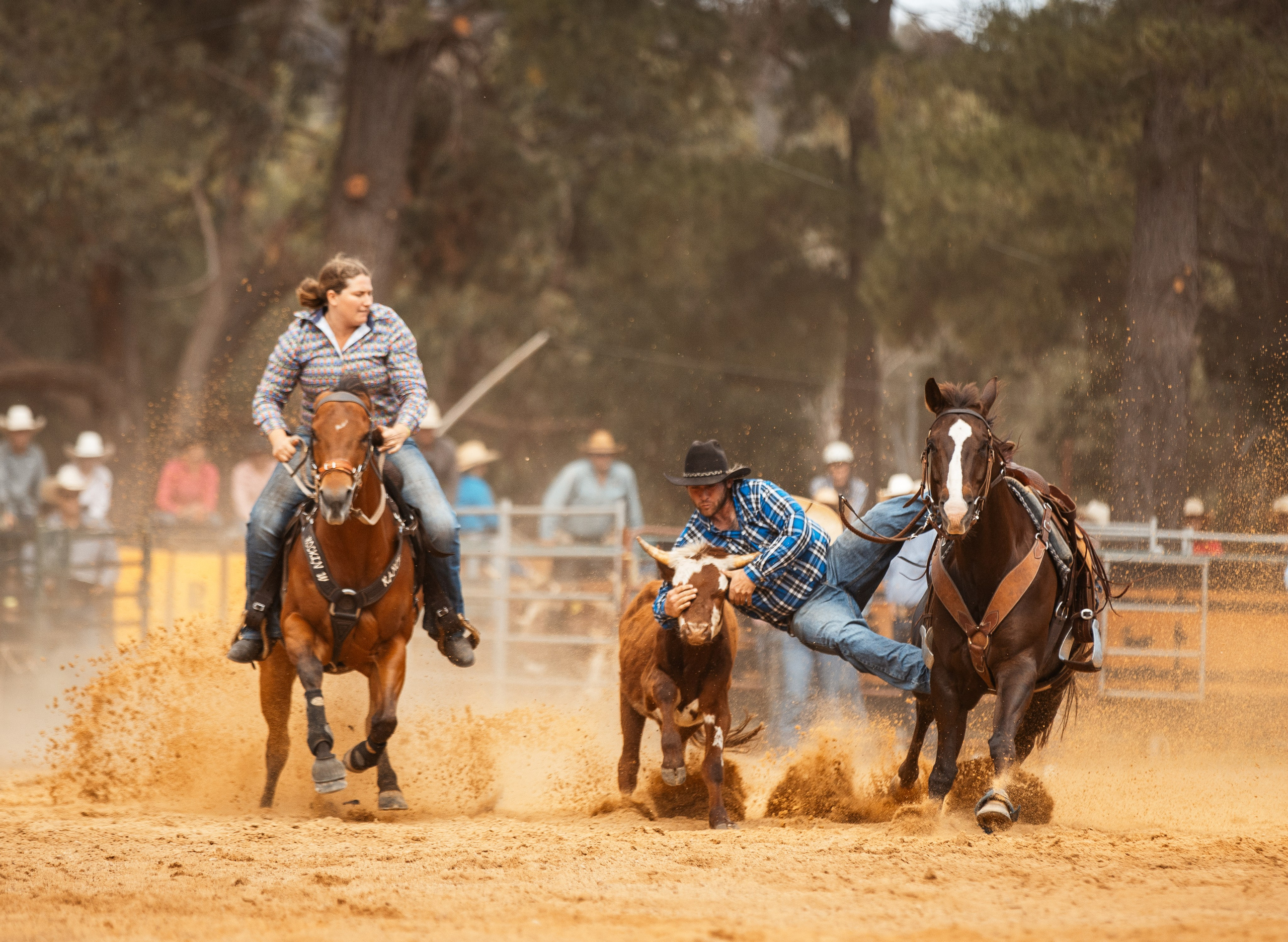 Selection of photos from different rodeos