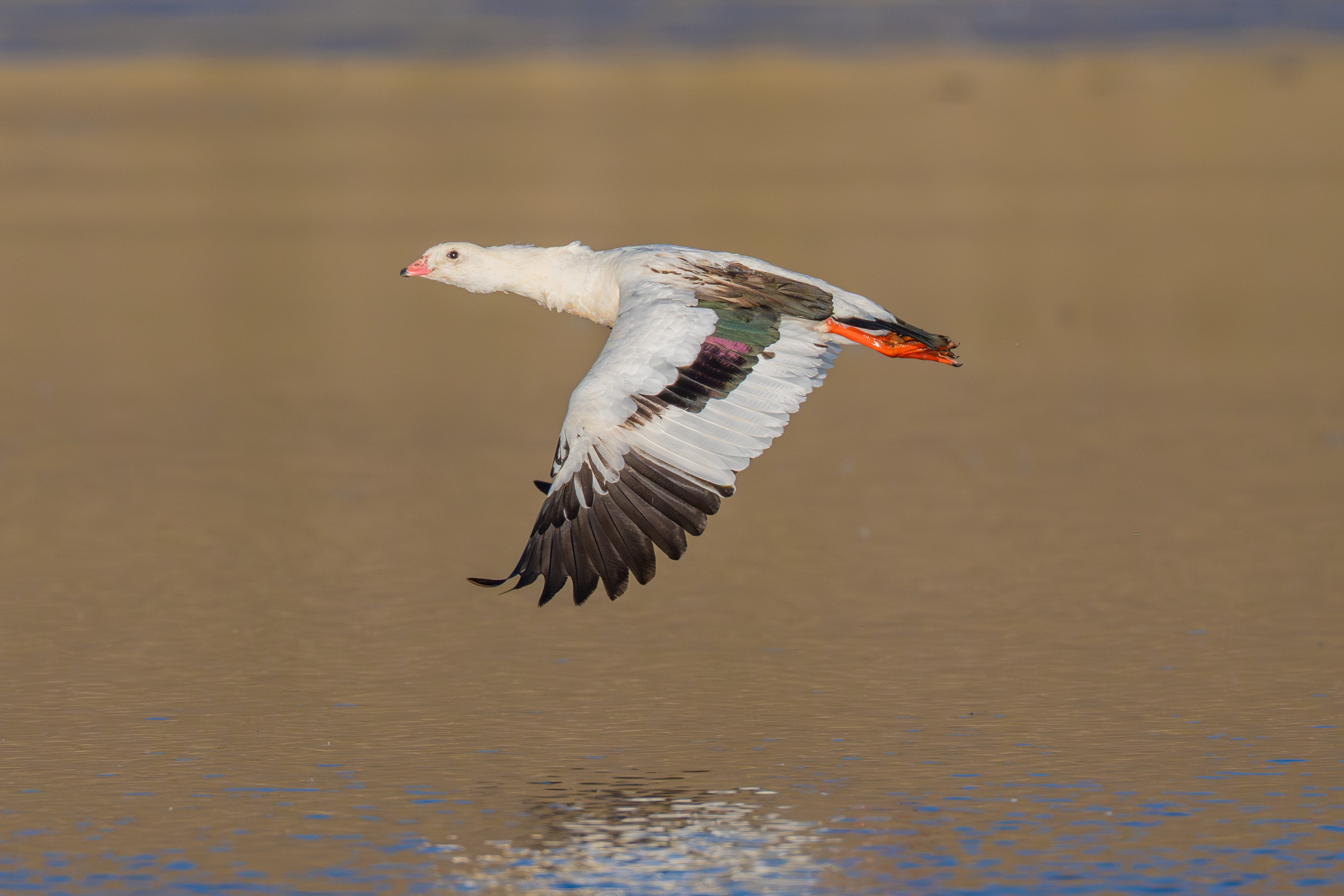 Ganzos. Nature photographer Yuri Soria-Galvarro