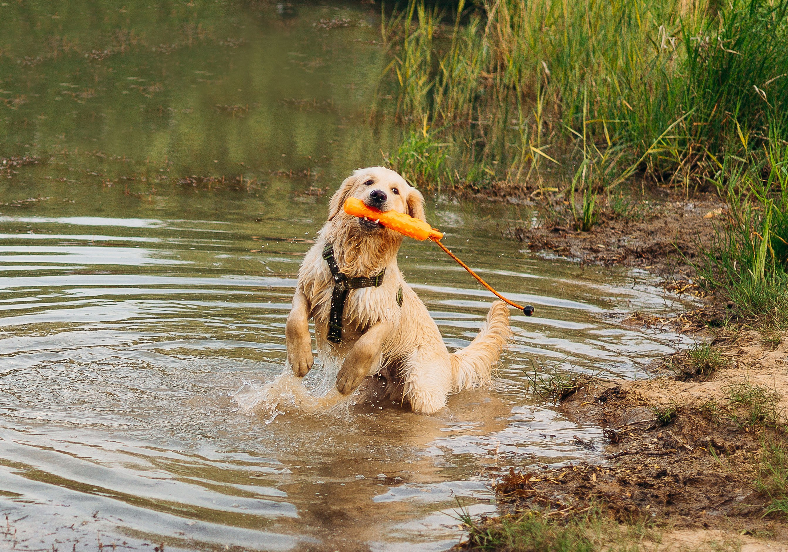 Настя, Арчи, Арагон. Фотограф-анималист | Белград