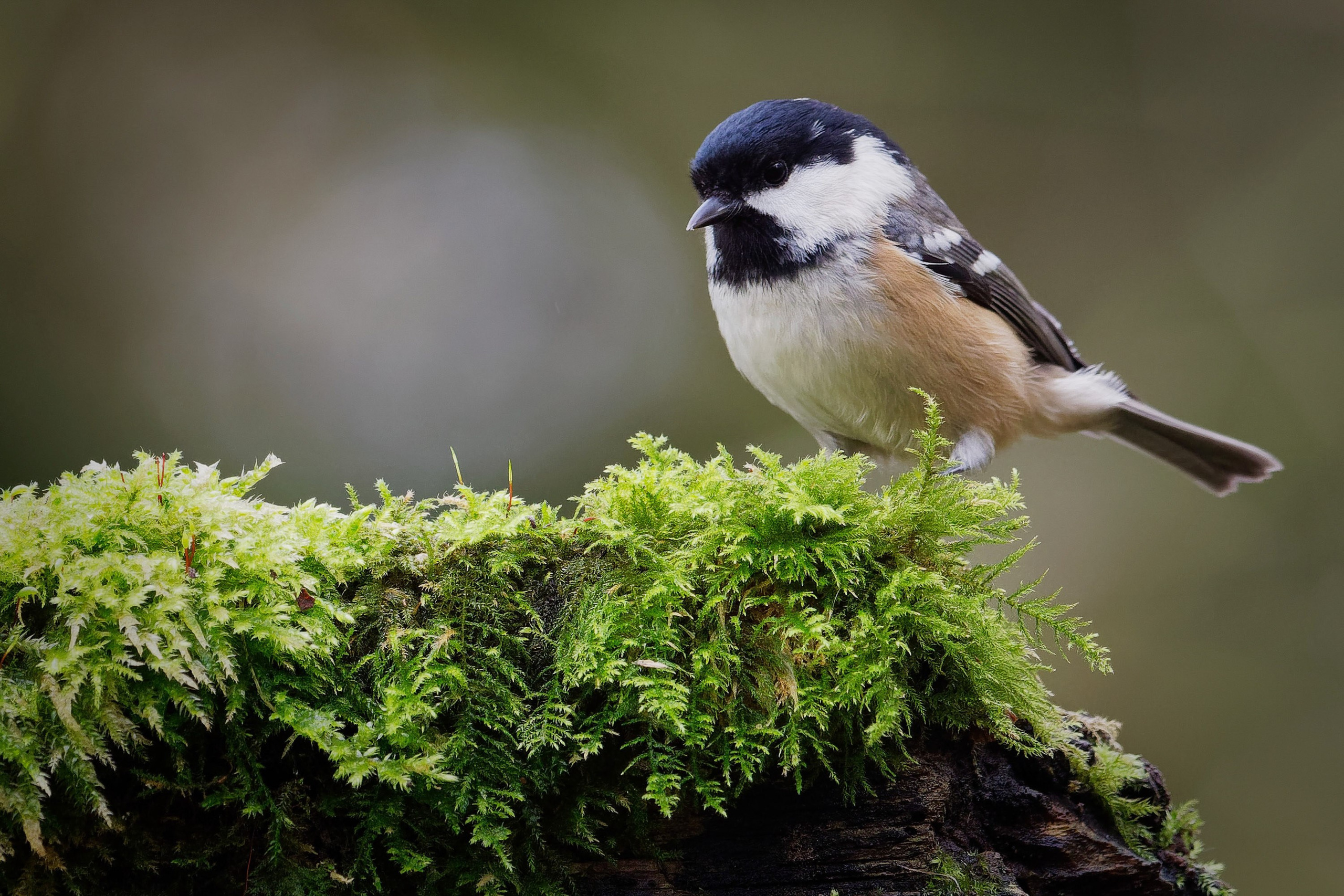 UK Wildlife Photography Gallery. Hedley Wright Photography | East Anglia Sport, Street, Wildlife, Landscape & Astrophotography