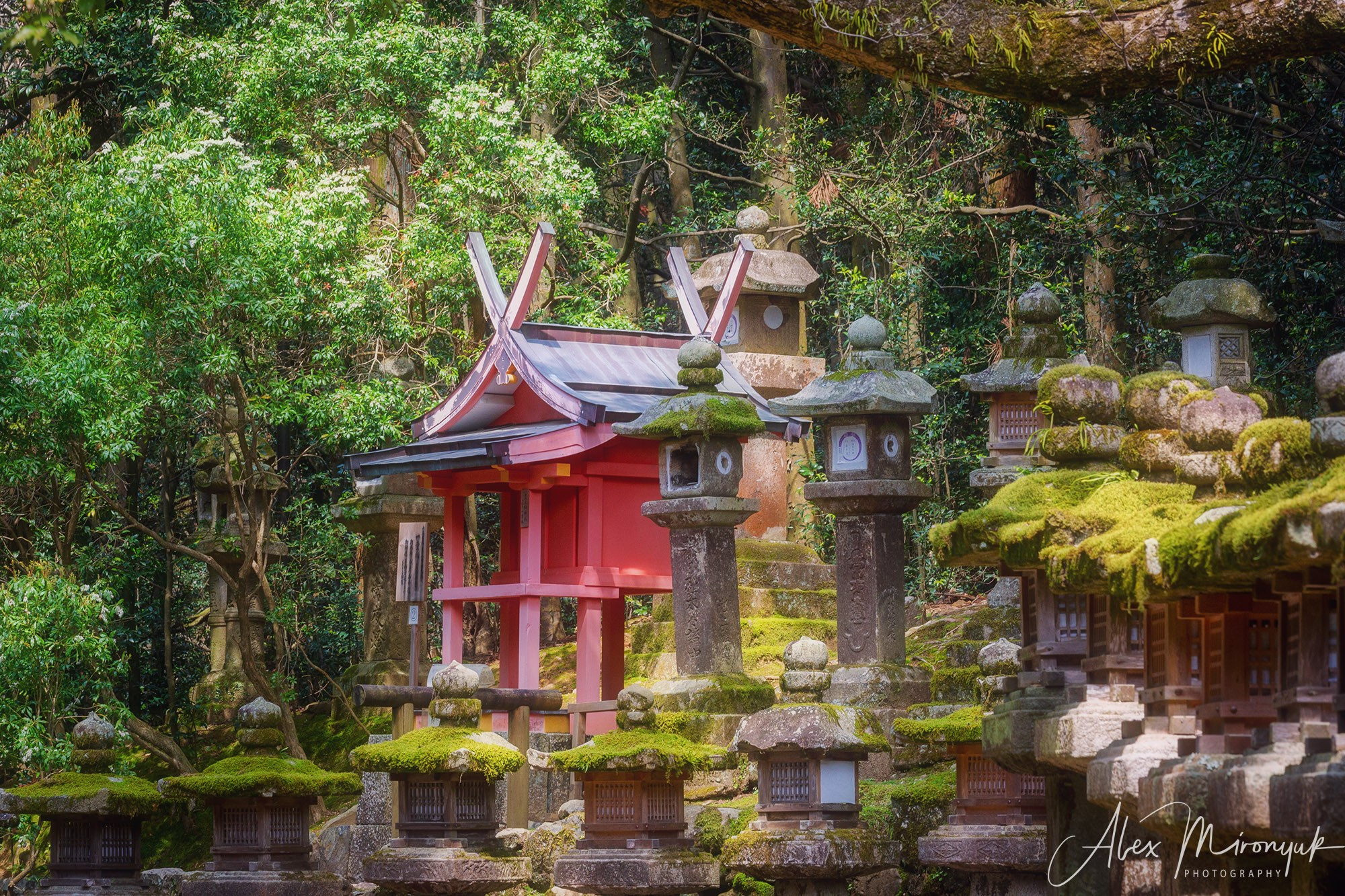 Hanami Season in Japan. Pet, Senior, Landscape, portrait studio, photographer in Miami and Sou