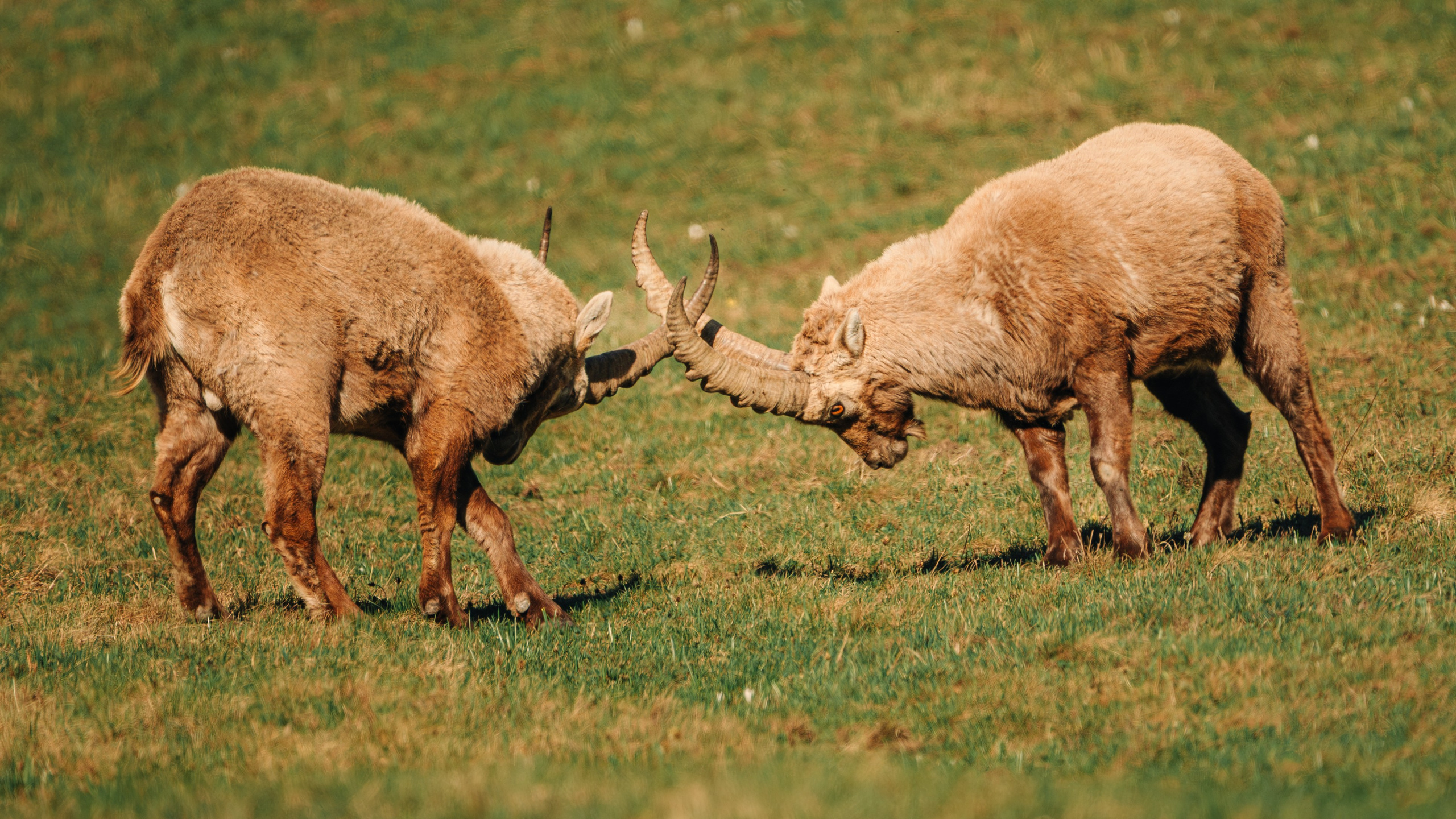 Capricorns in Pontresina. Lutsenko Visuals — Photography & Visual Content