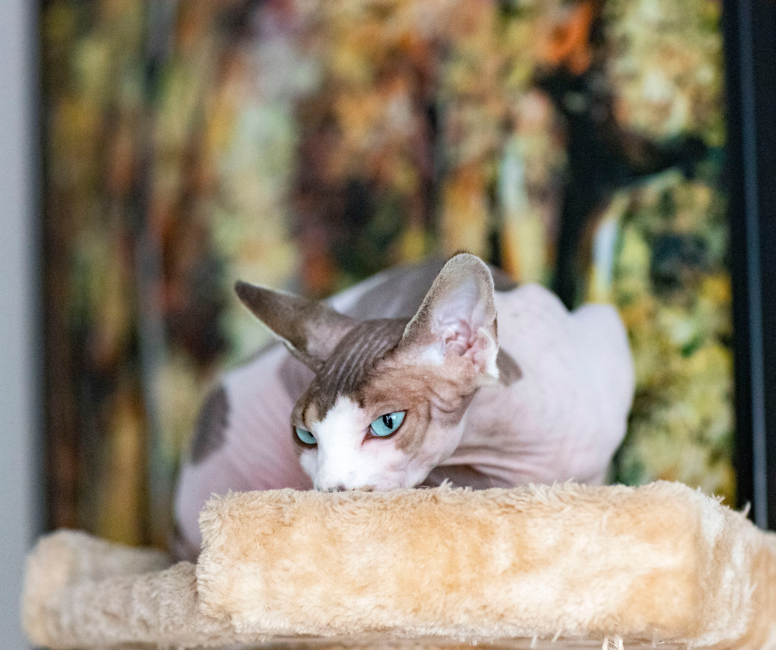 Katzen. LUKIN IGOR Photography