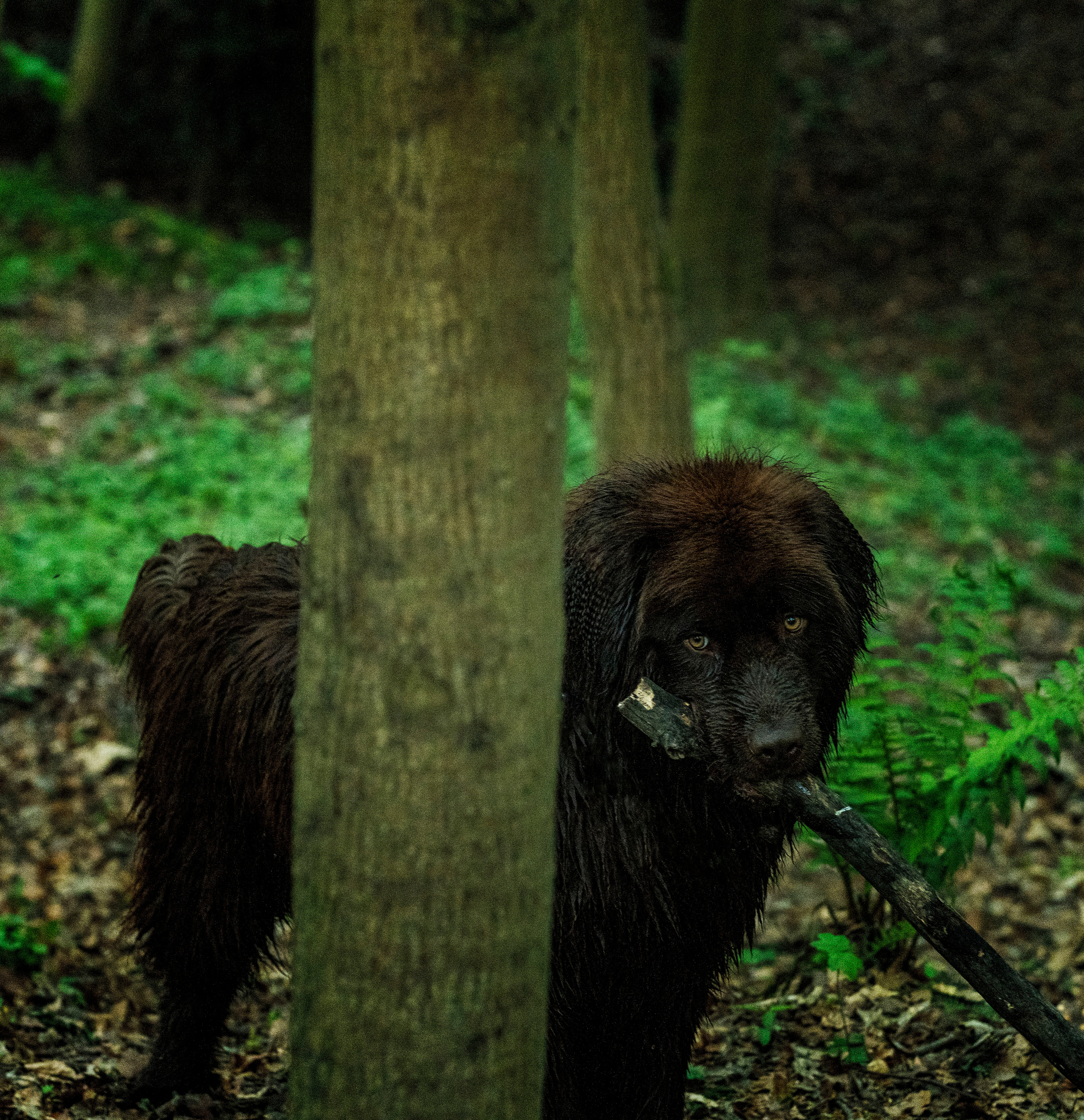 Hunde. LUKIN IGOR Photography
