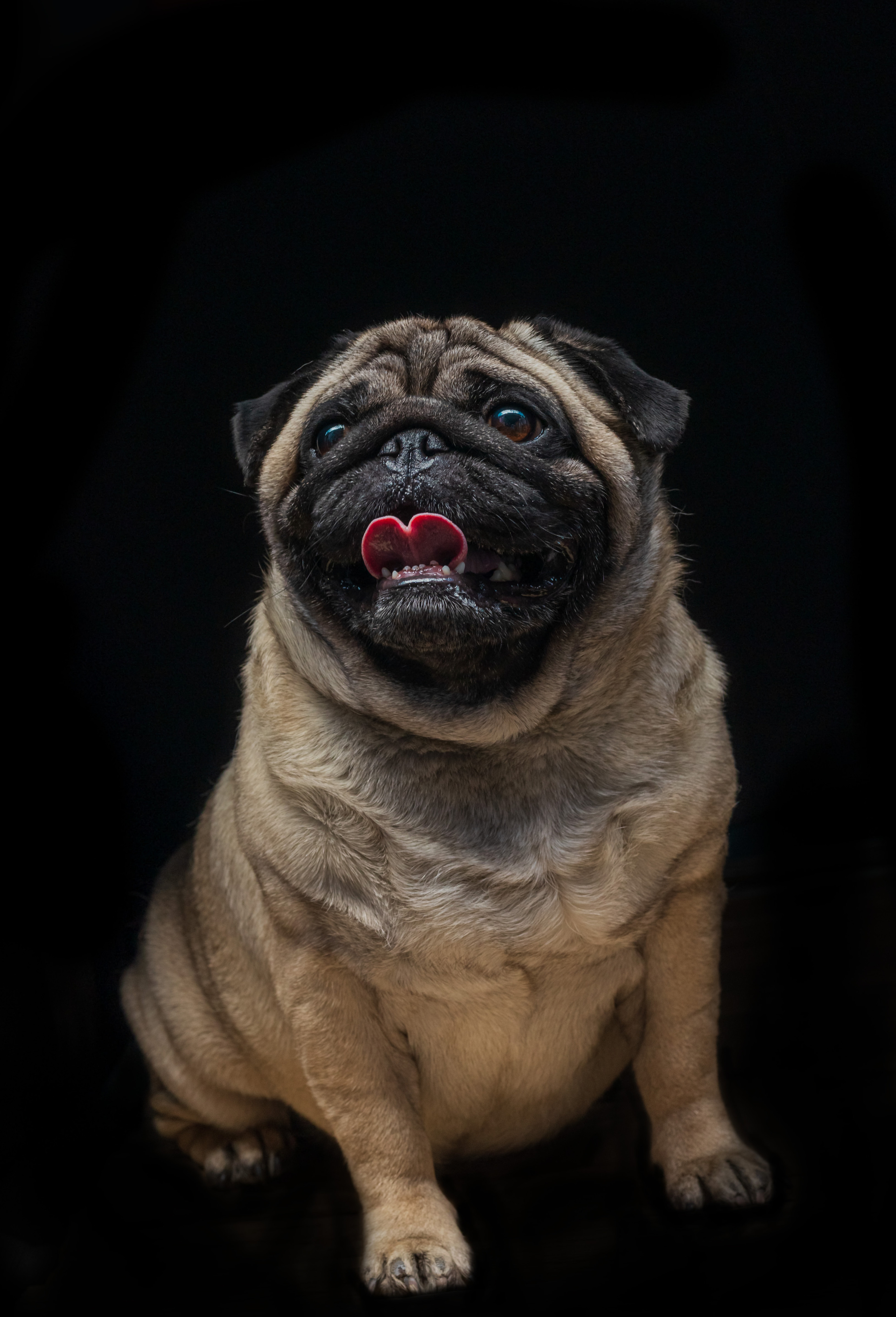 Hunde. LUKIN IGOR Photography