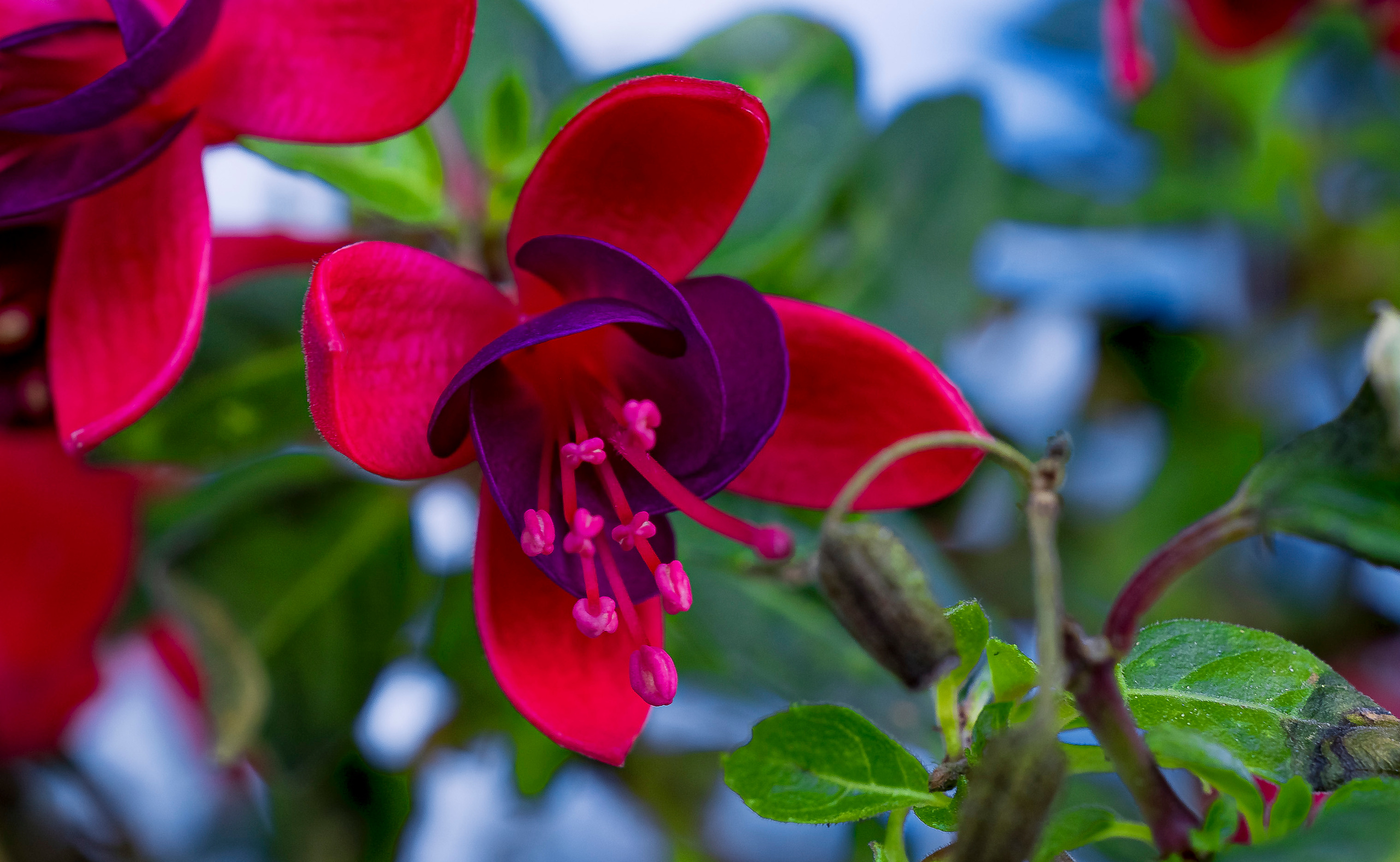 Blumen. LUKIN IGOR Photography