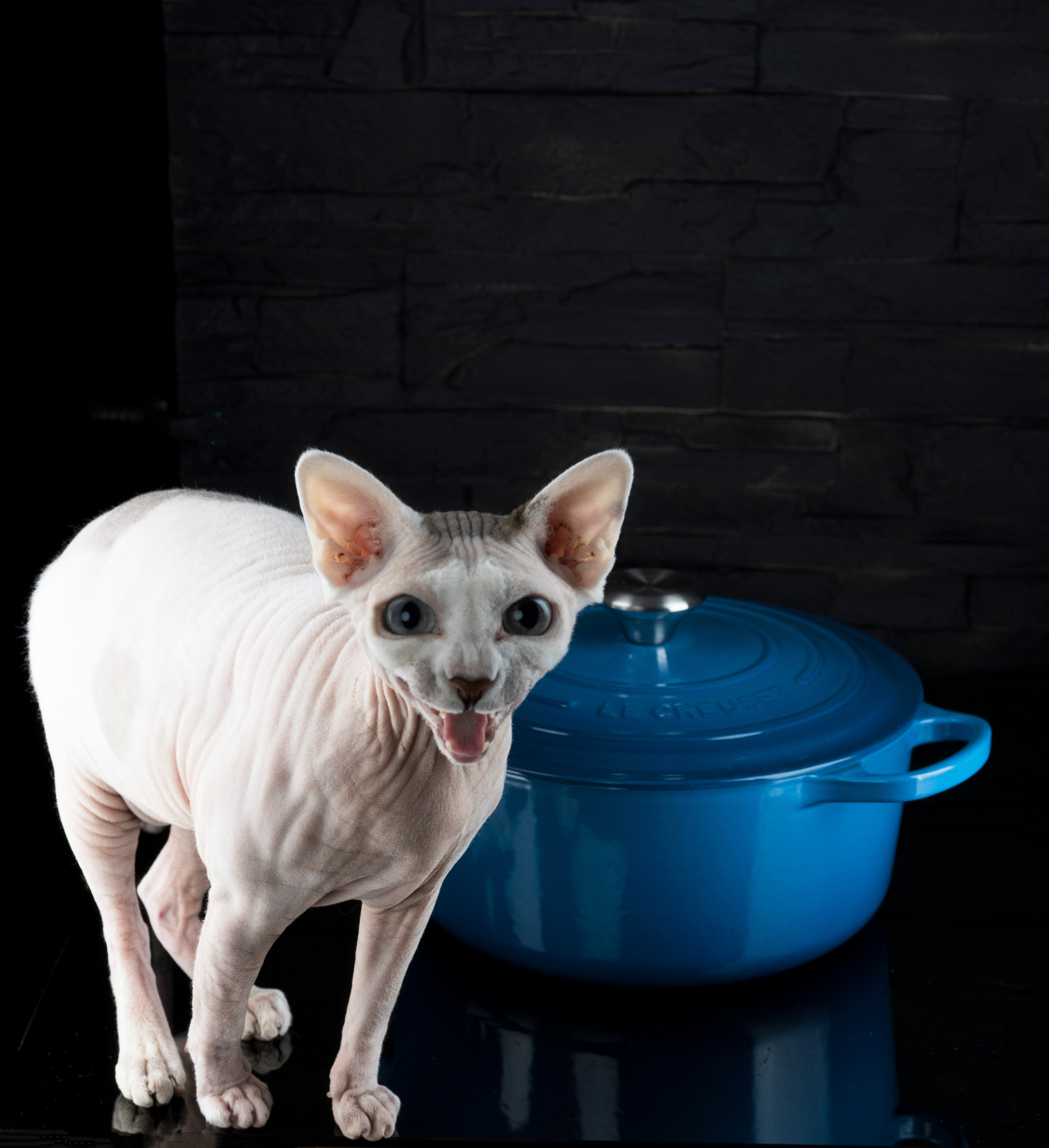 Katzen. LUKIN IGOR Photography