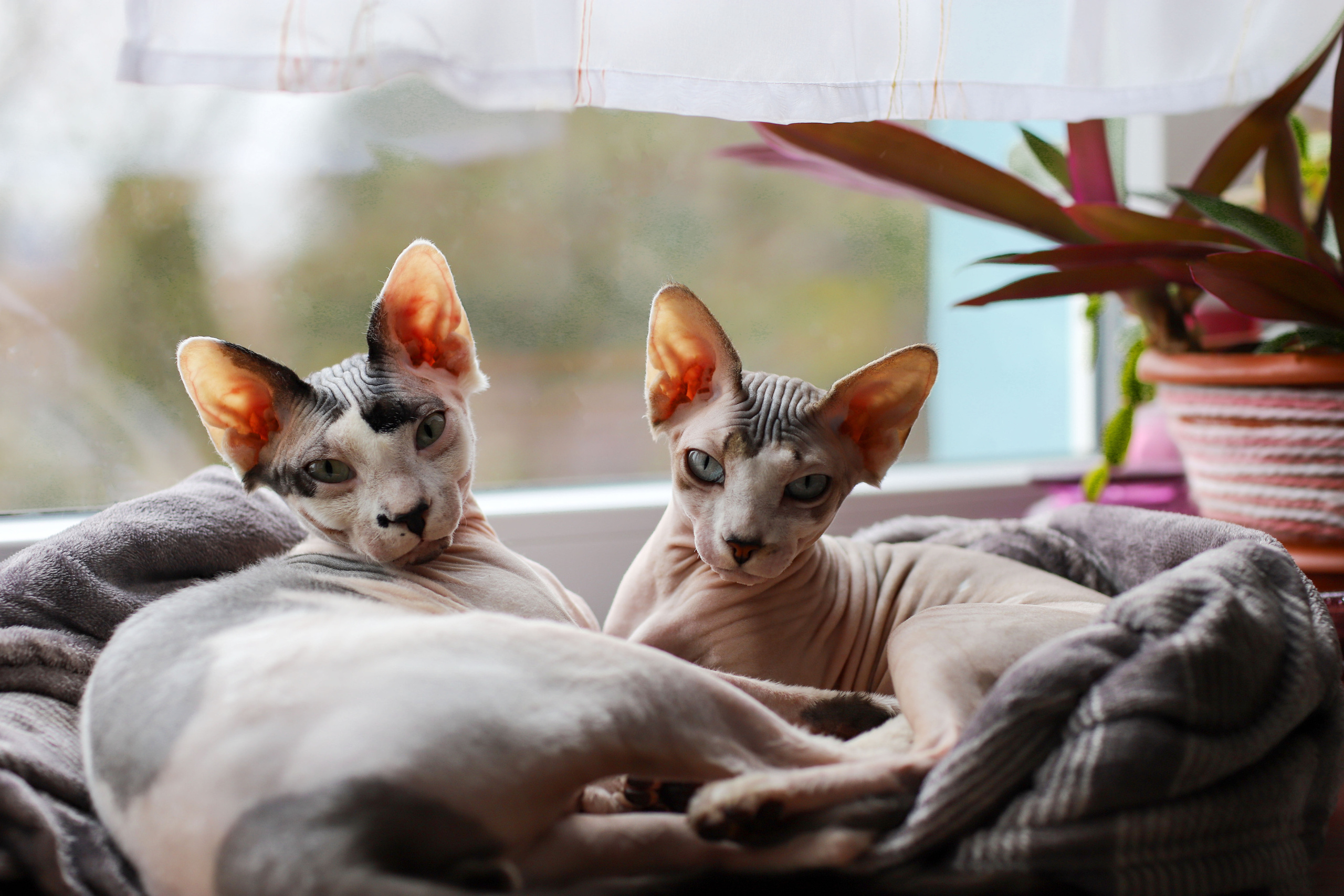 Katzen. LUKIN IGOR Photography