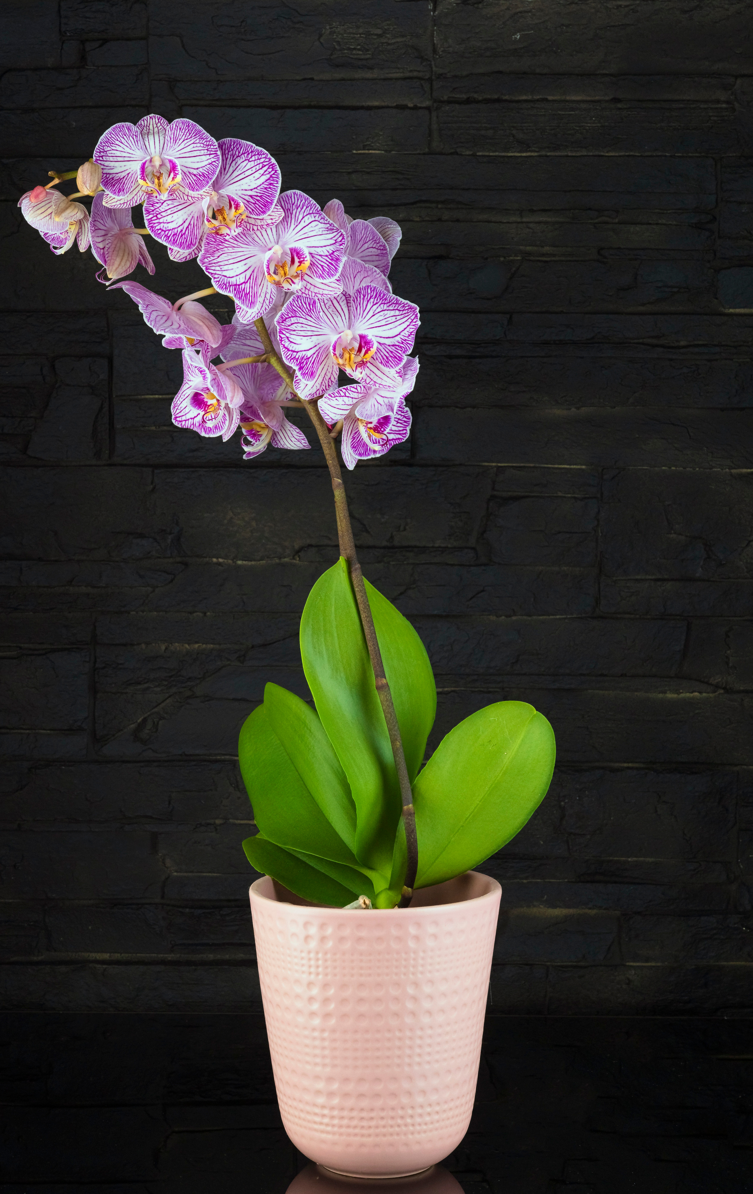 Blumen. LUKIN IGOR Photography