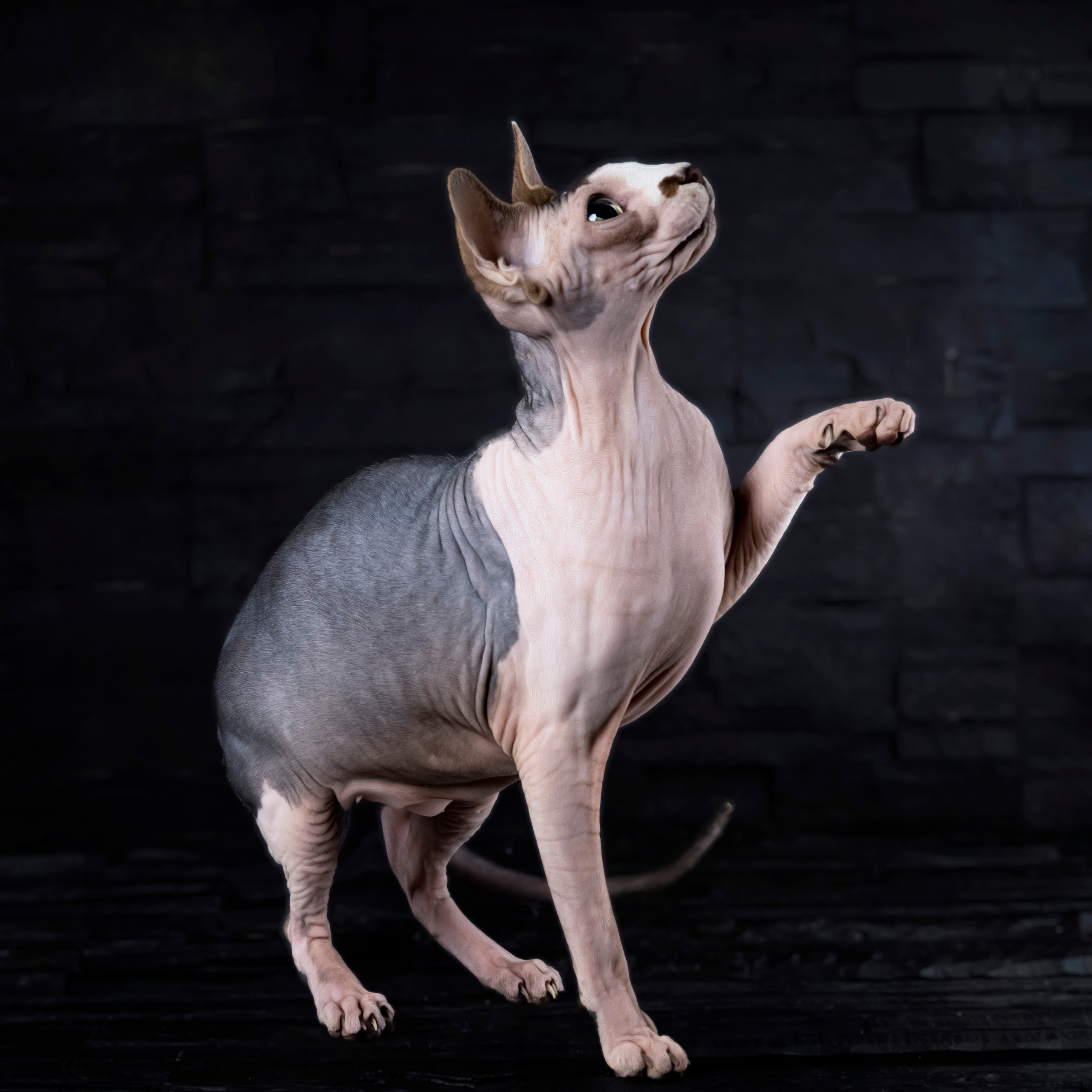 Katzen. LUKIN IGOR Photography