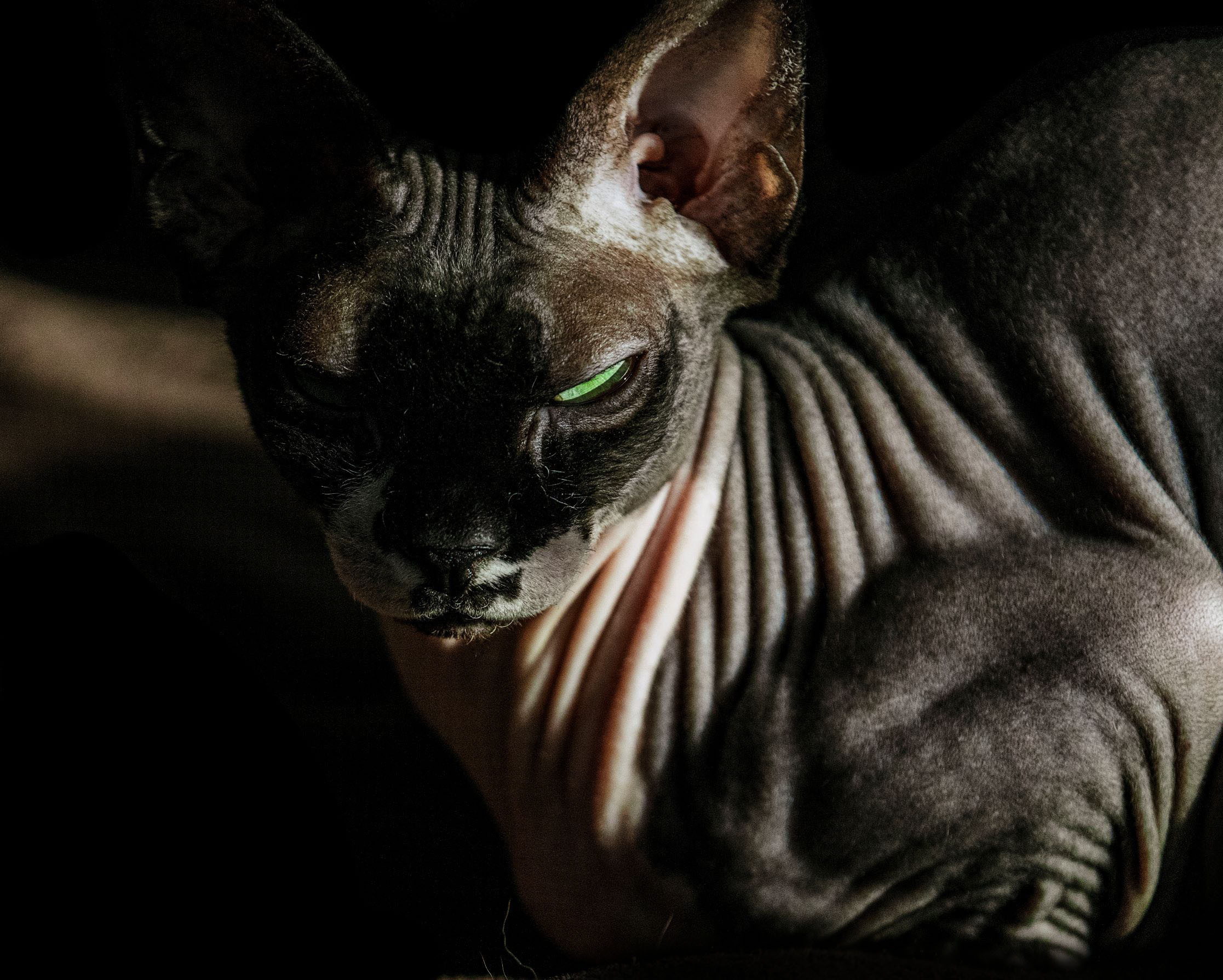 Katzen. LUKIN IGOR Photography