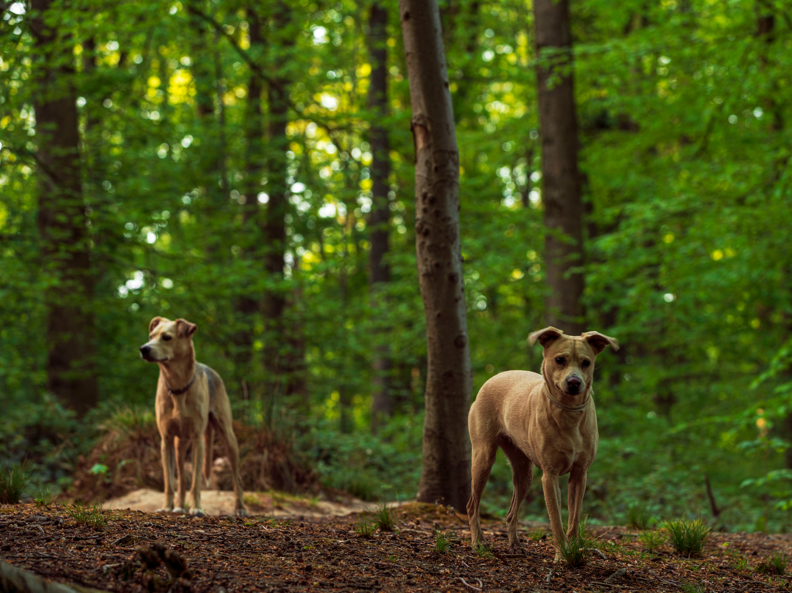 Hunde. LUKIN IGOR Photography