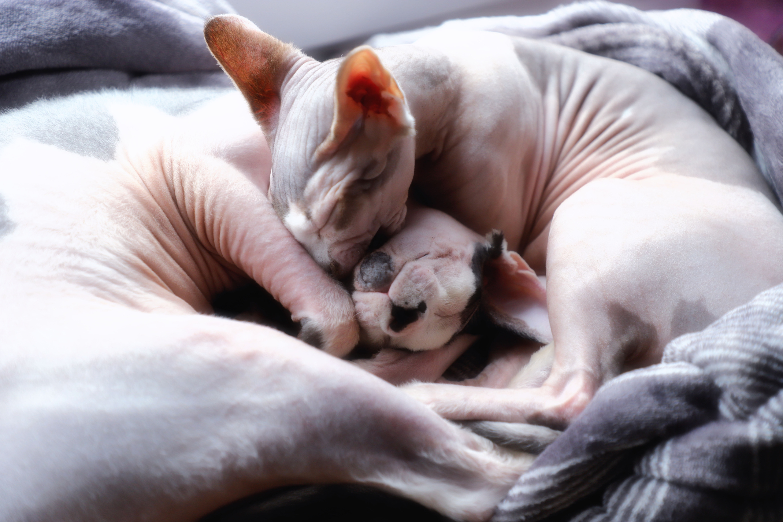 Katzen. LUKIN IGOR Photography