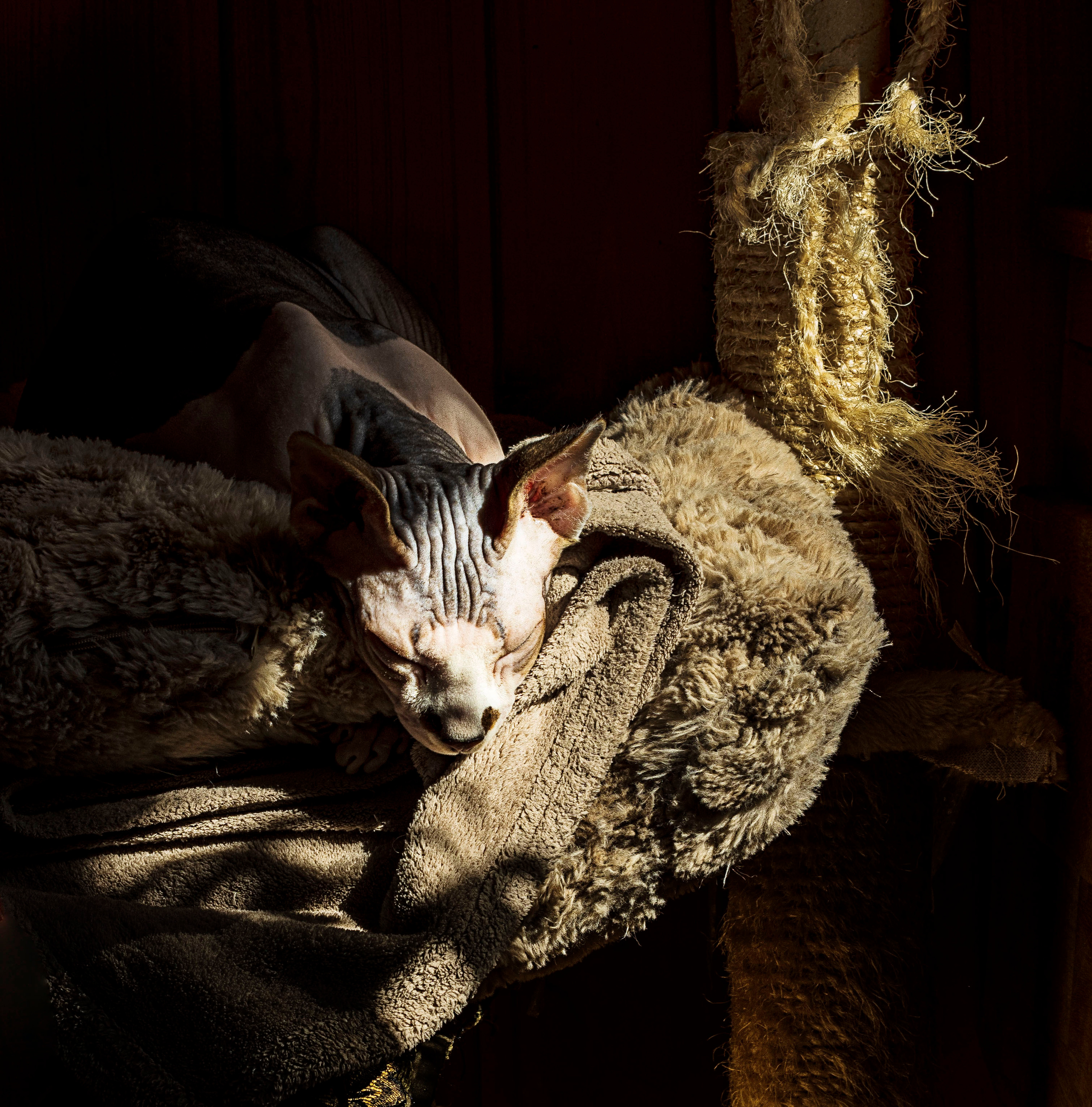 Katzen. LUKIN IGOR Photography