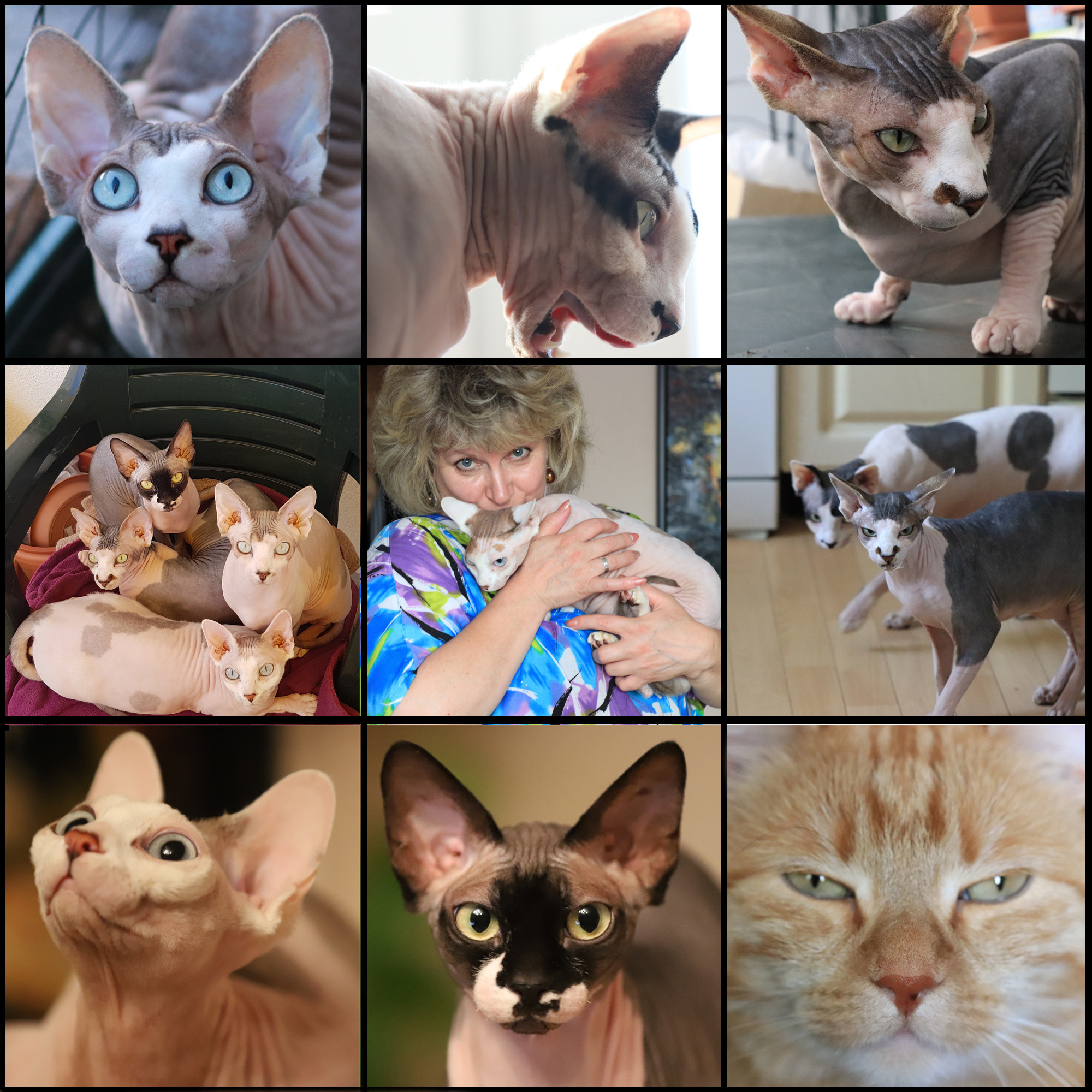 Katzen. LUKIN IGOR Photography