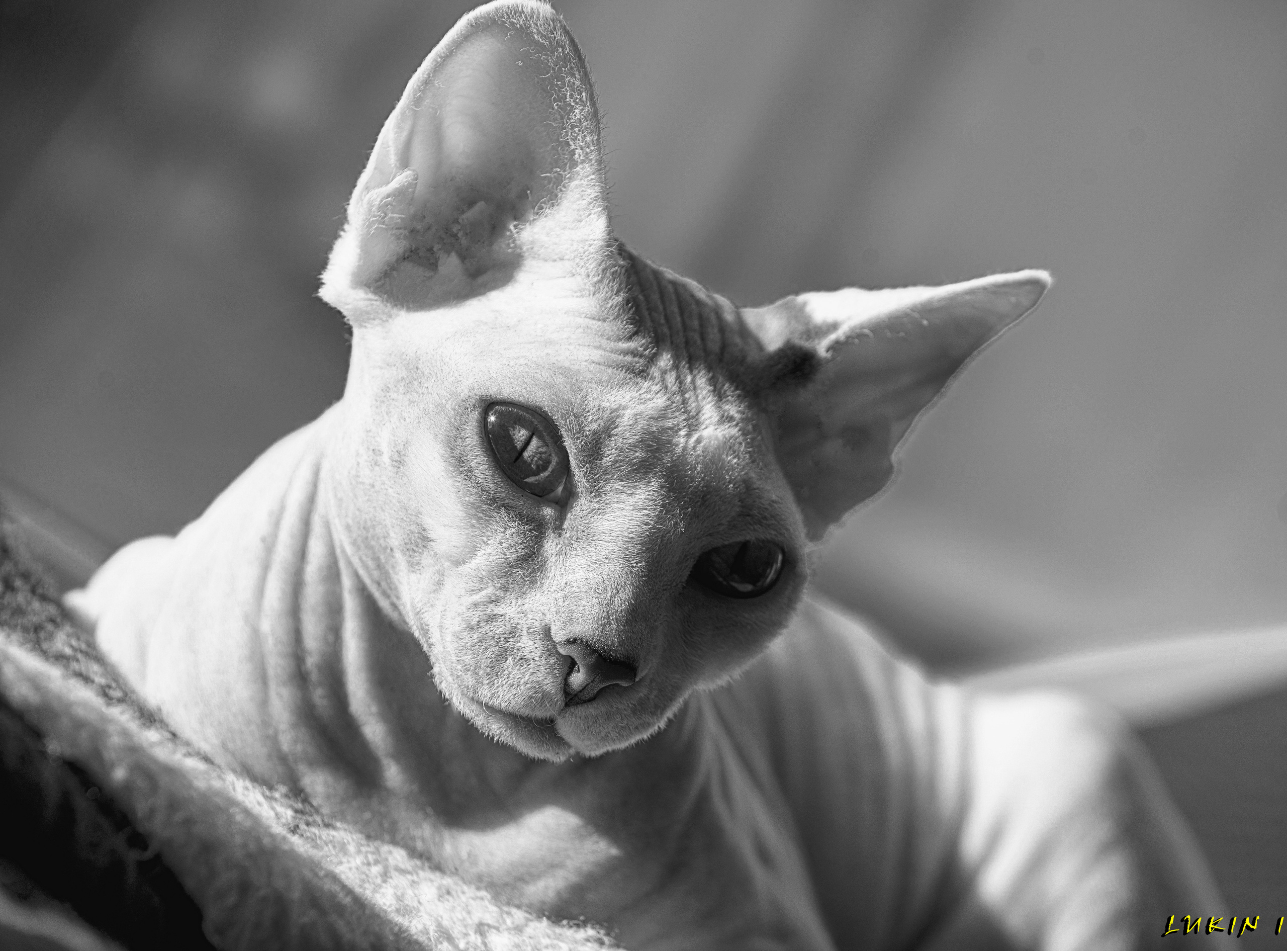 Katzen. LUKIN IGOR Photography