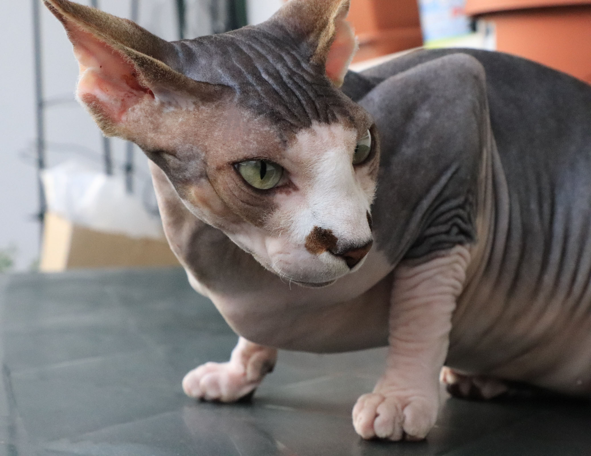 Katzen. LUKIN IGOR Photography