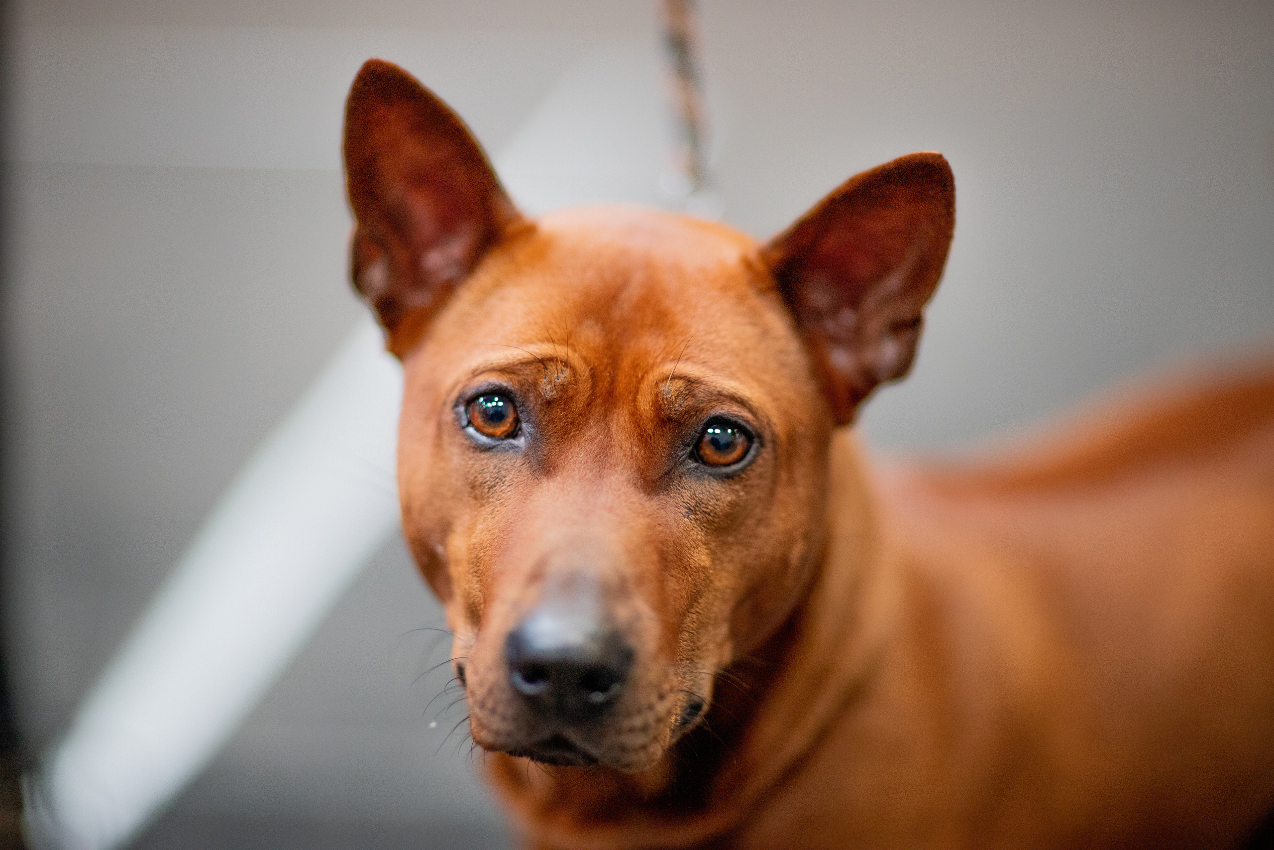 Hunde. LUKIN IGOR Photography